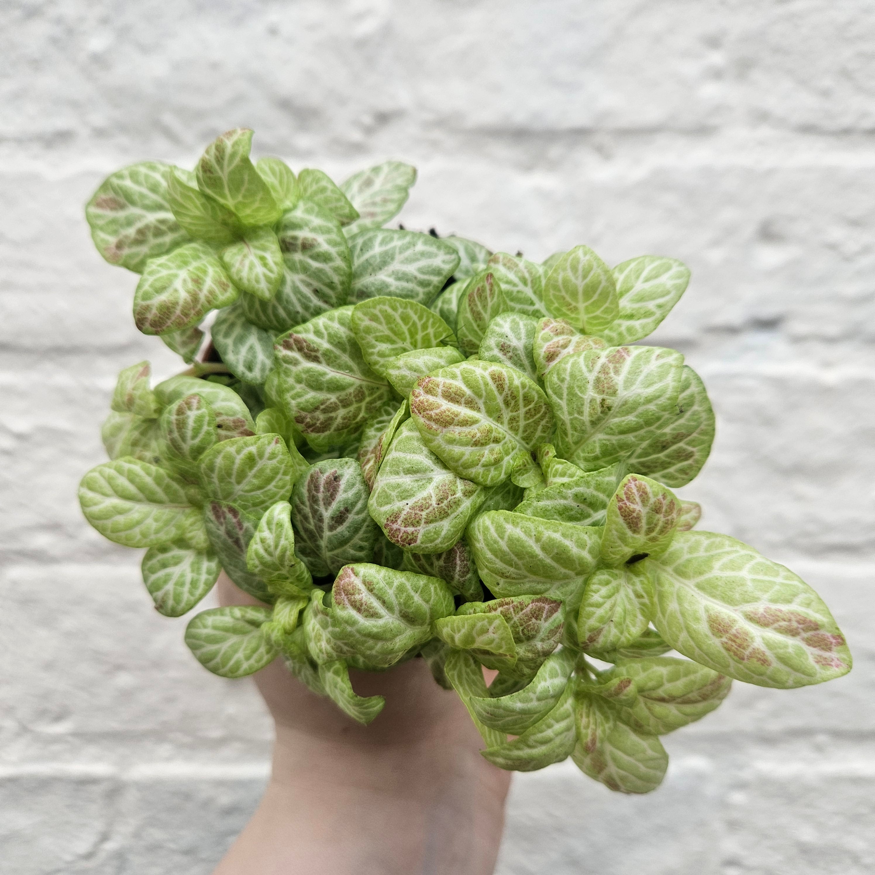 Fittonia varieties (Nerve plant/ Mosaic plant)