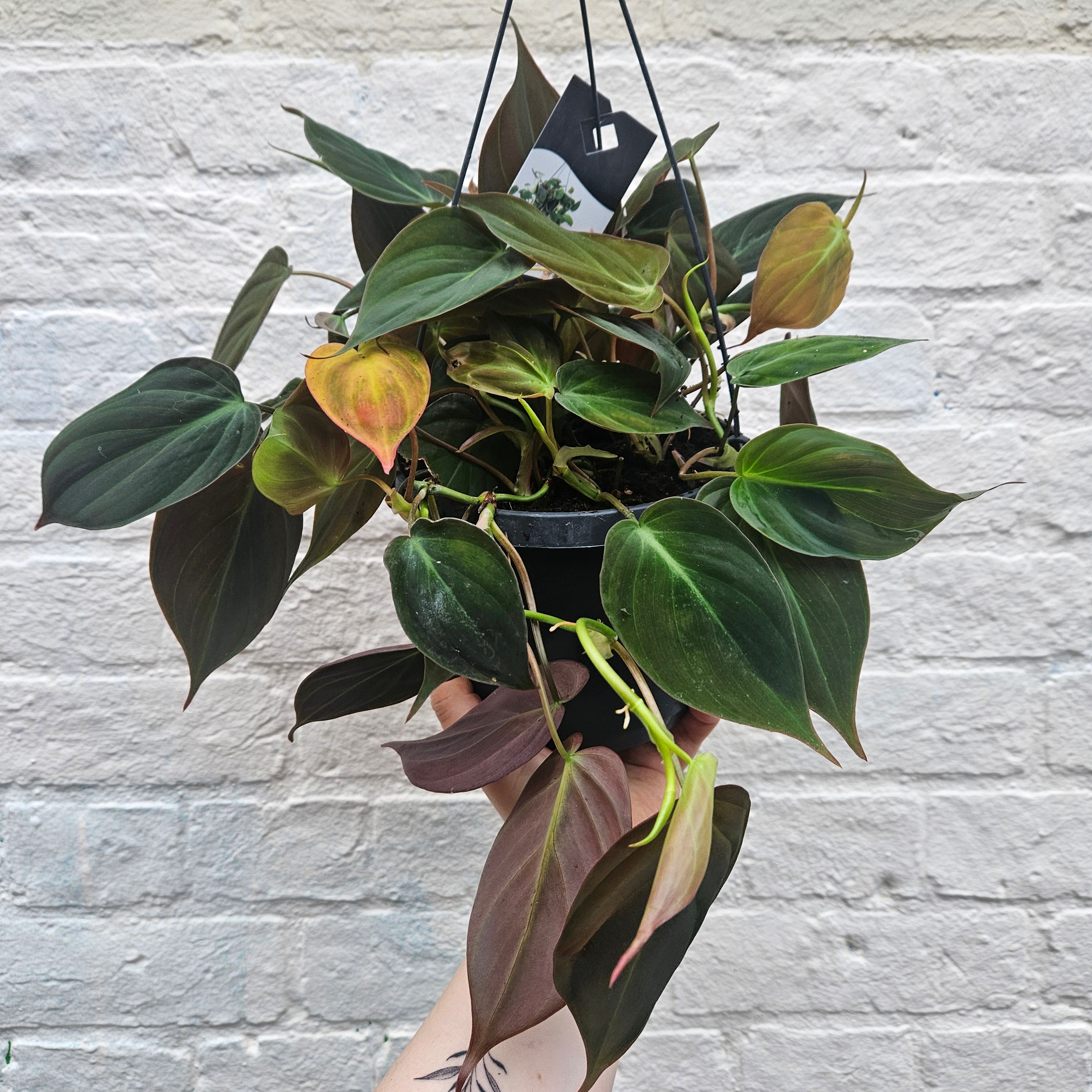 Philodendron hederaceum var. hederaceum (Philodendron Micans)