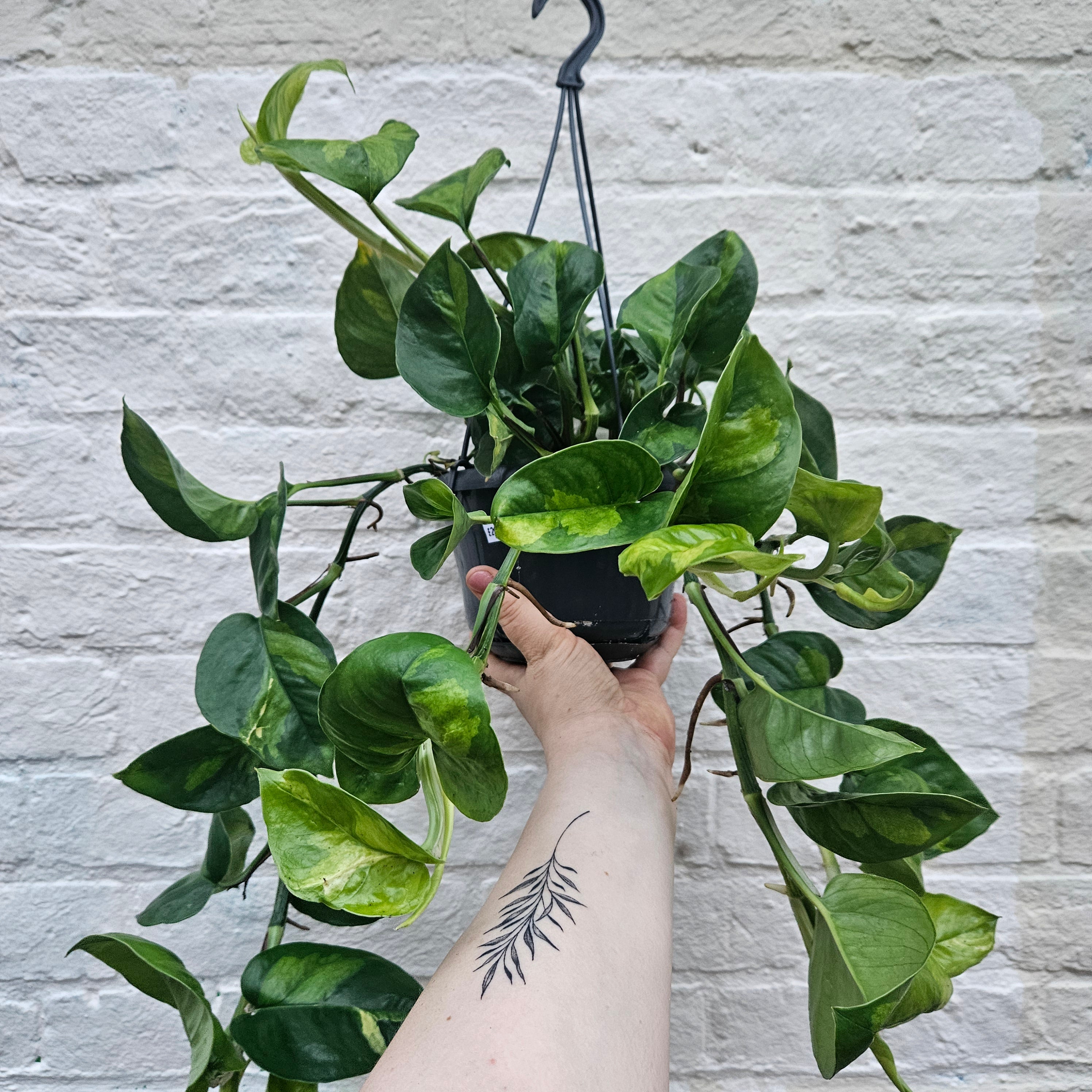Epipremnum pinnatum &