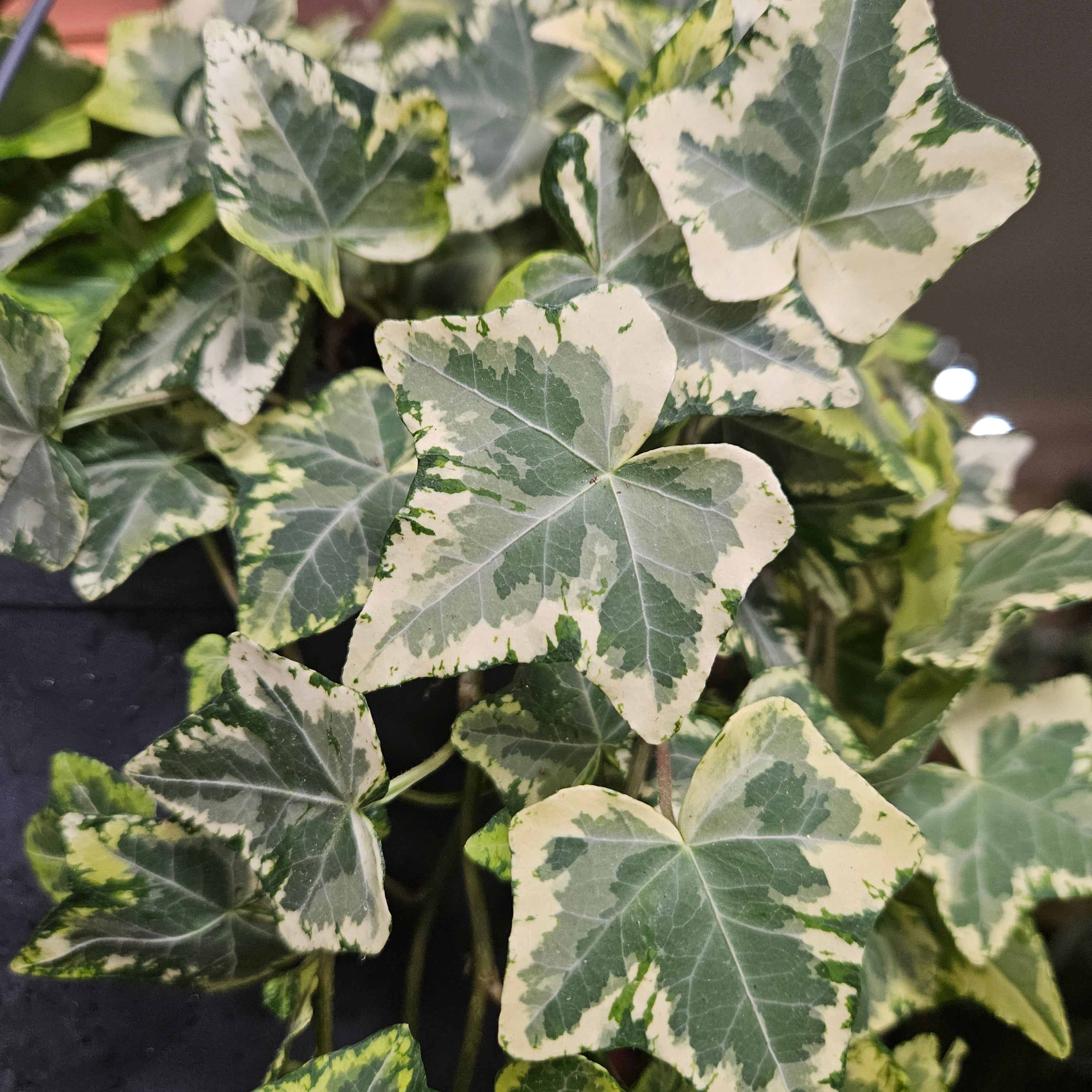 Hedera helix &