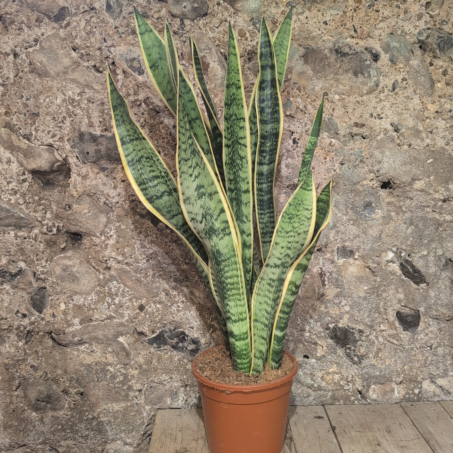 Sansevieria trifasciata &