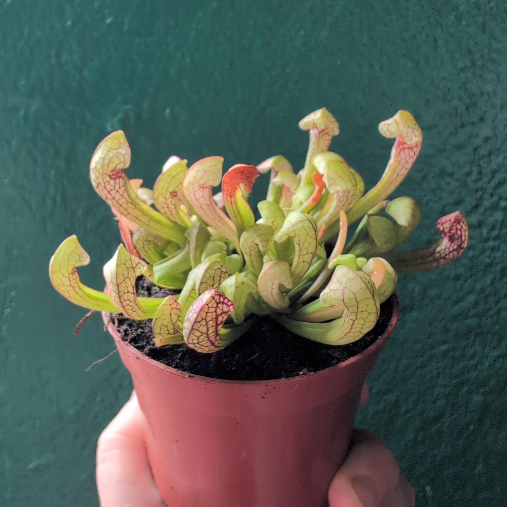 Sarracenia (Trumpet Pitcher plant)