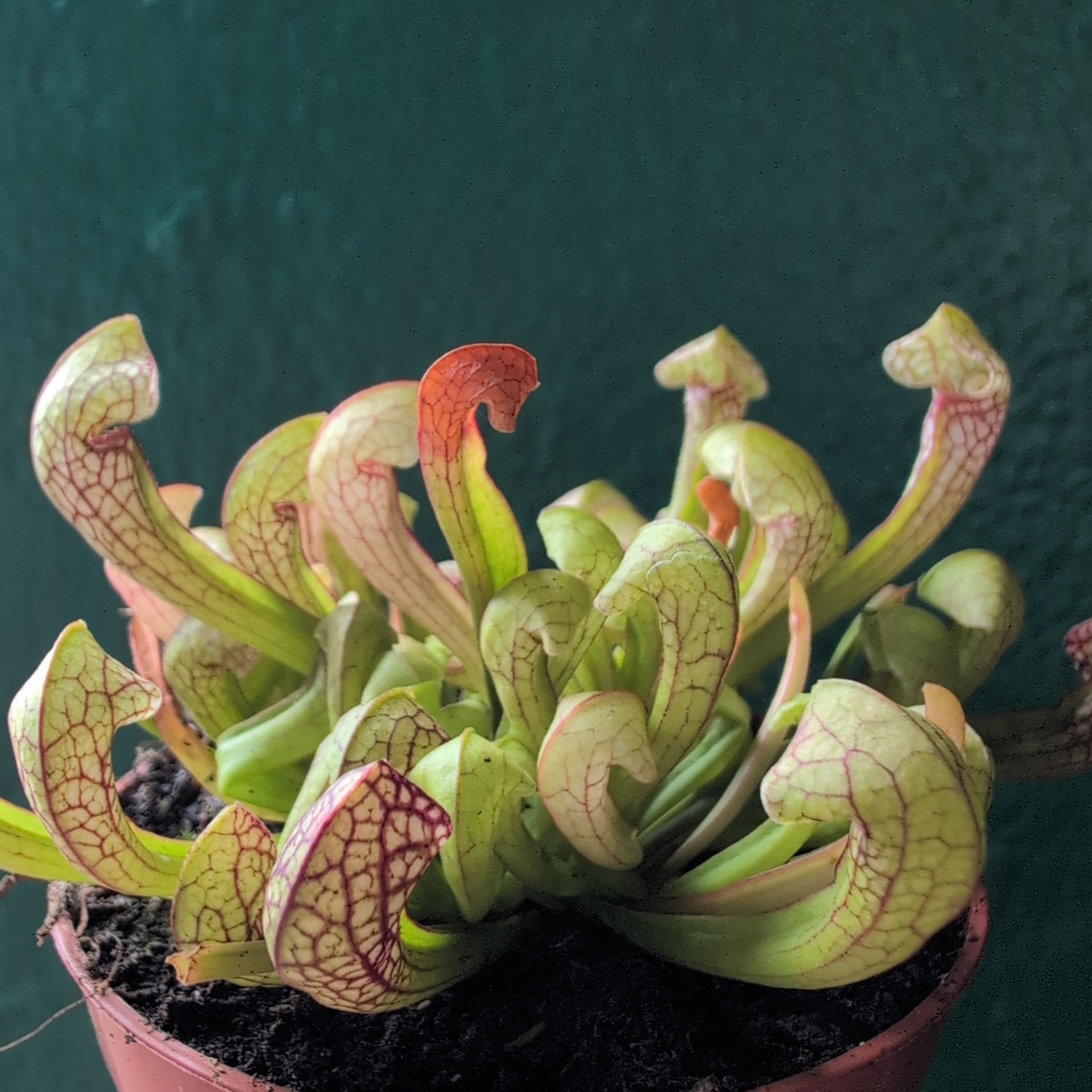 Sarracenia (Trumpet Pitcher plant)