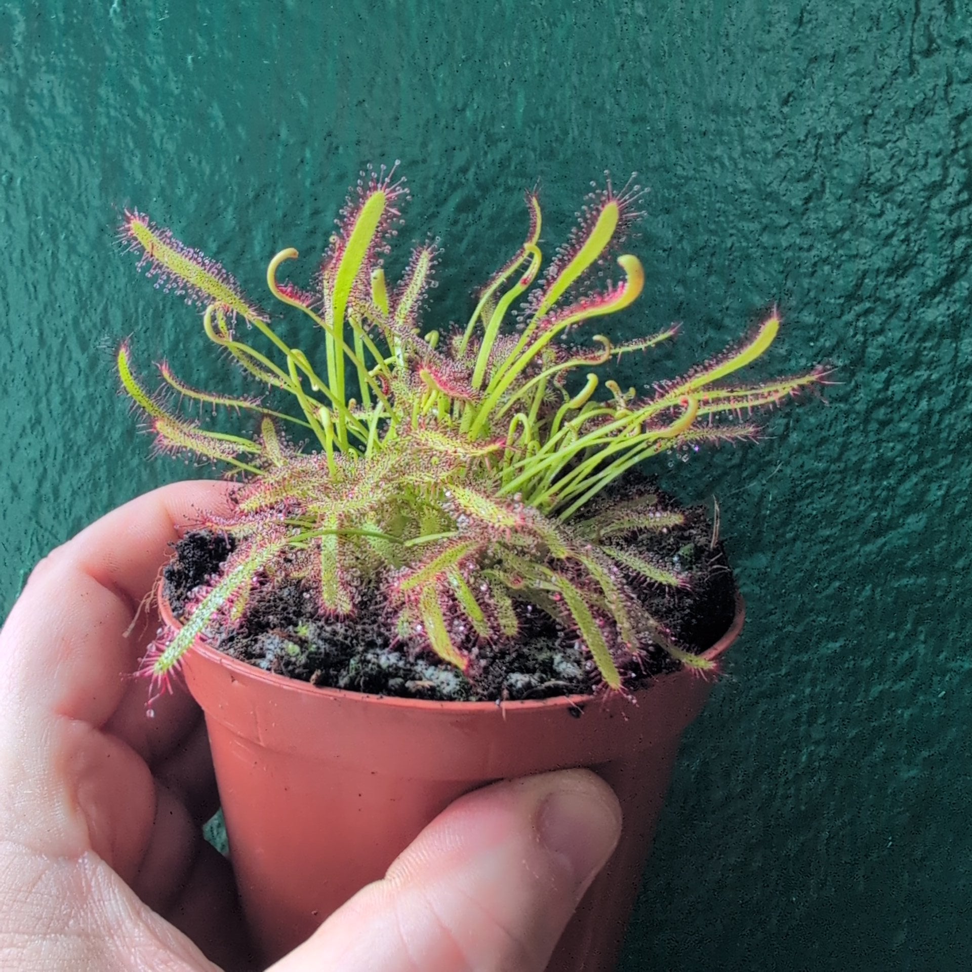 Drosera capensis (Cape Sundew)