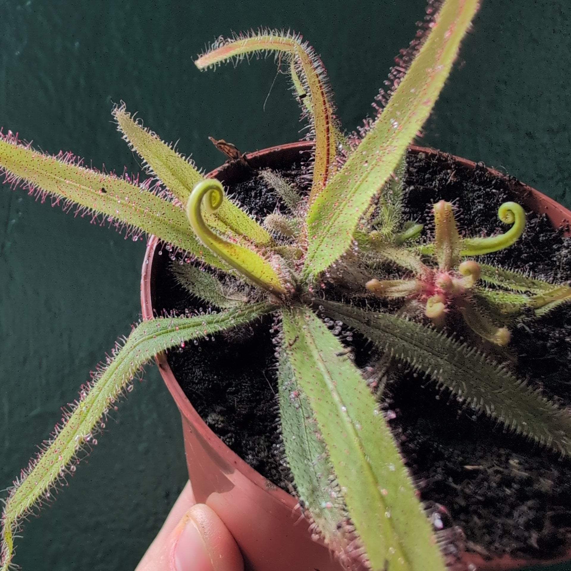 Drosera adelae (Lance-leaf Sundew)