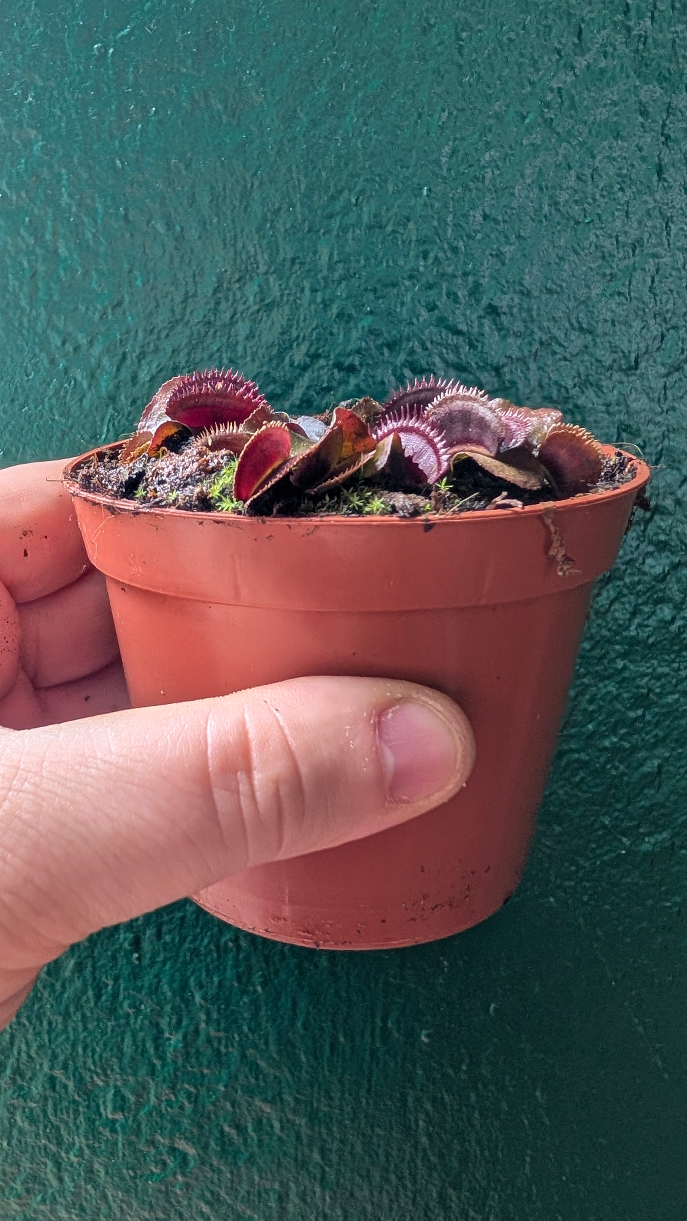 Dionaea muscipula &
