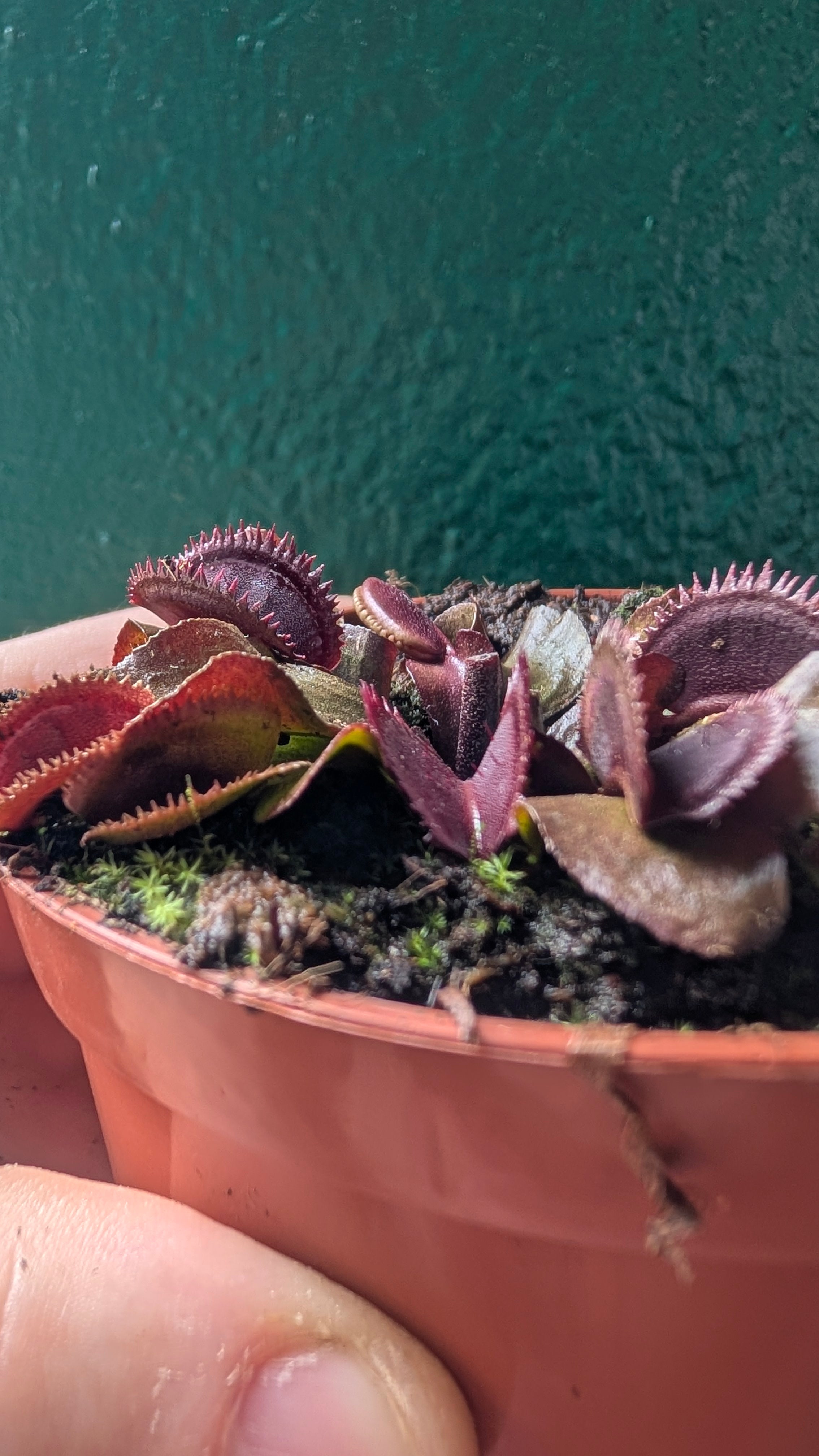 Dionaea muscipula &