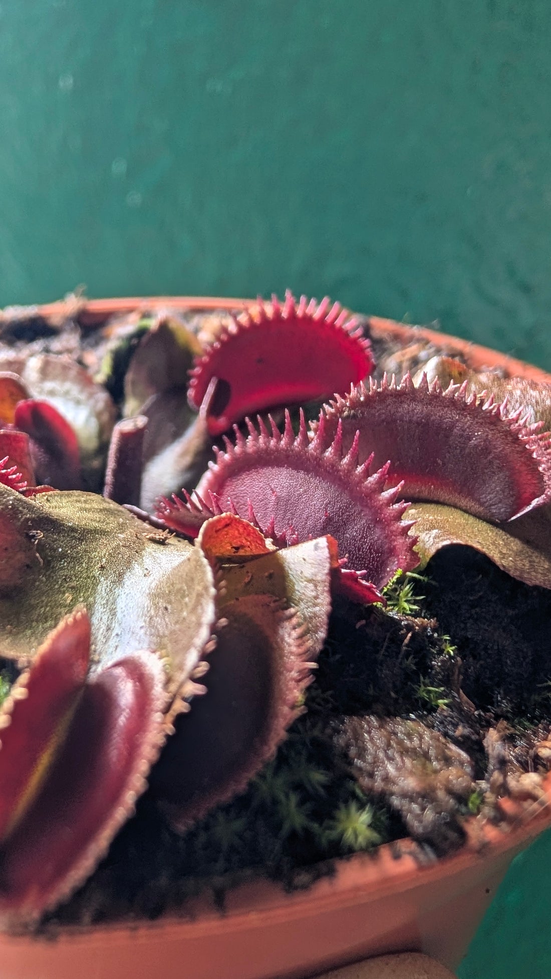 Dionaea muscipula &