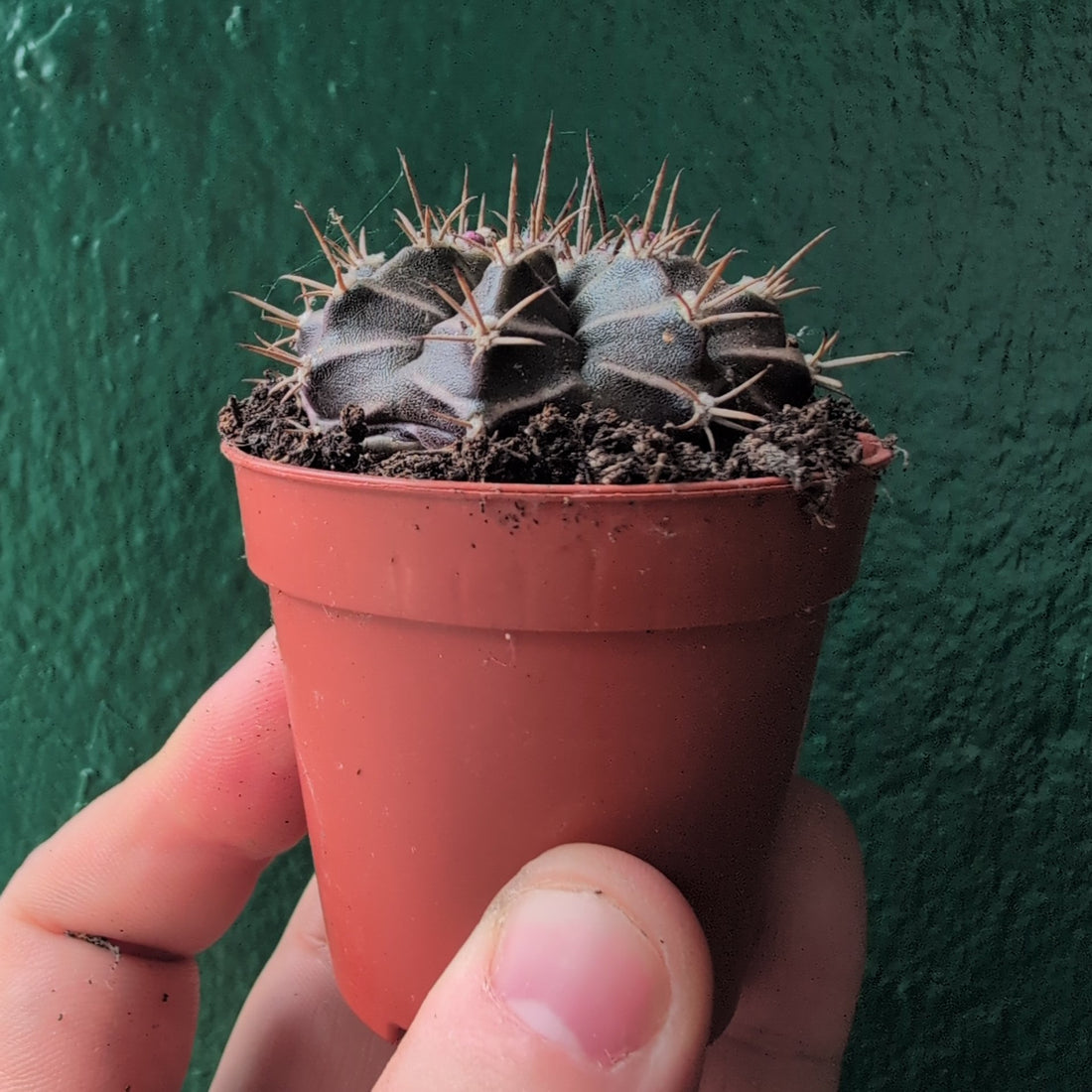 Gymnocalycium mihanovichii (Moon Cactus)