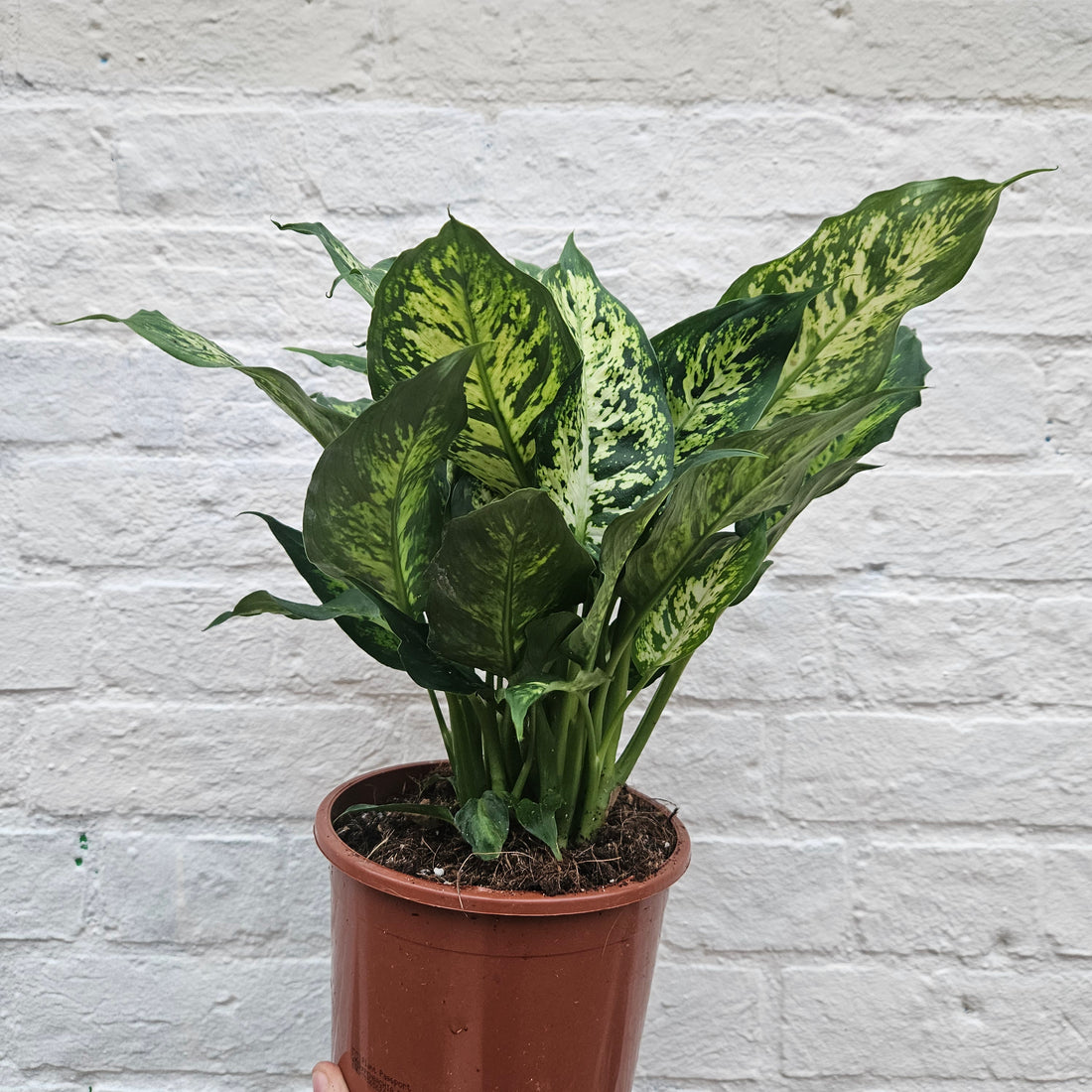 Dieffenbachia &