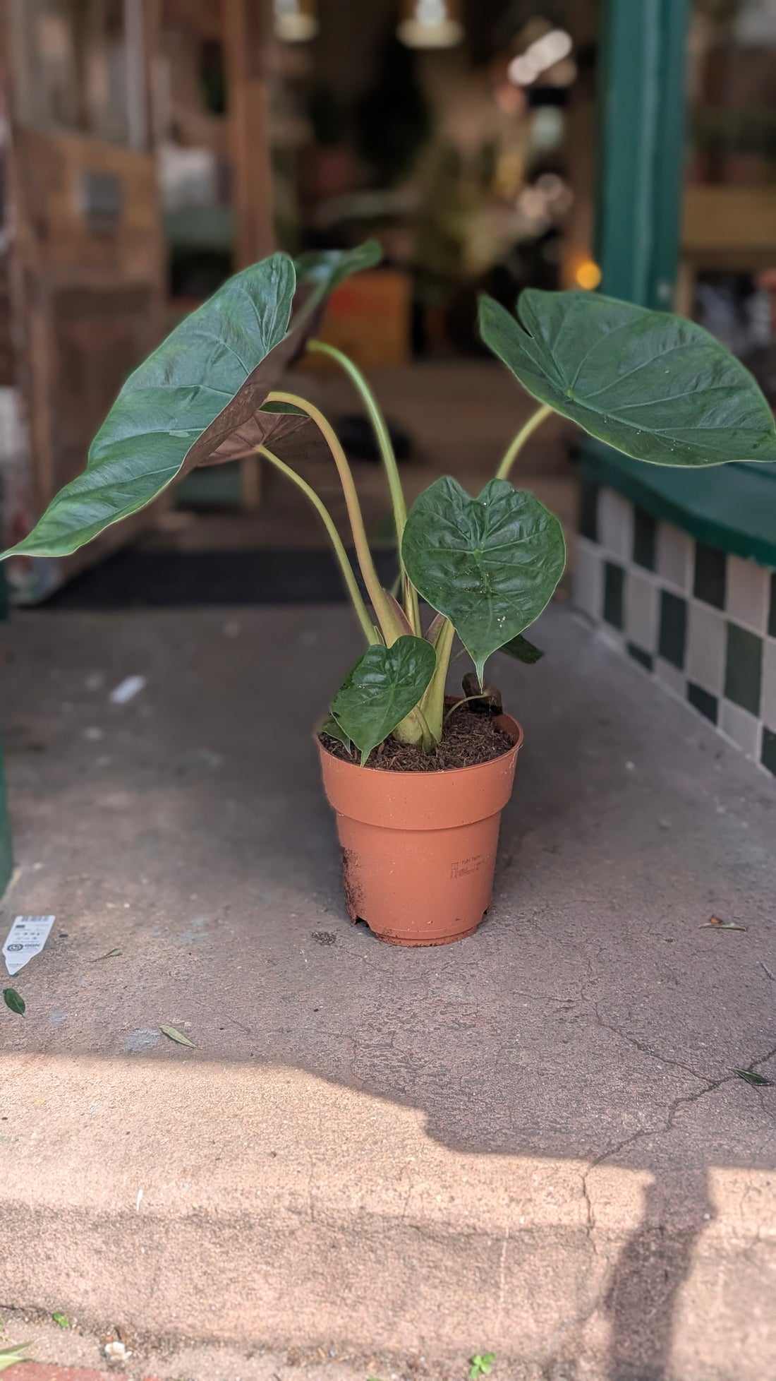 Alocasia wentii