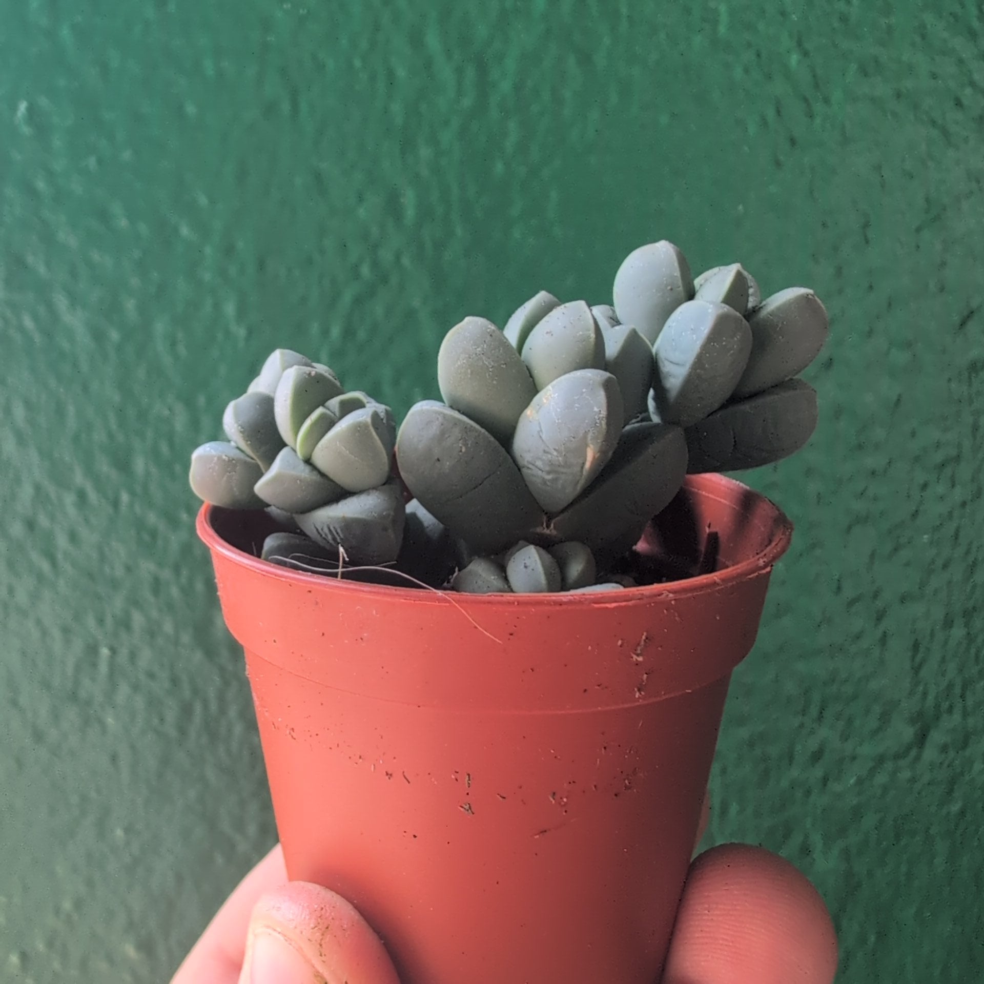 Delosperma lehmannii (Ice Plant)