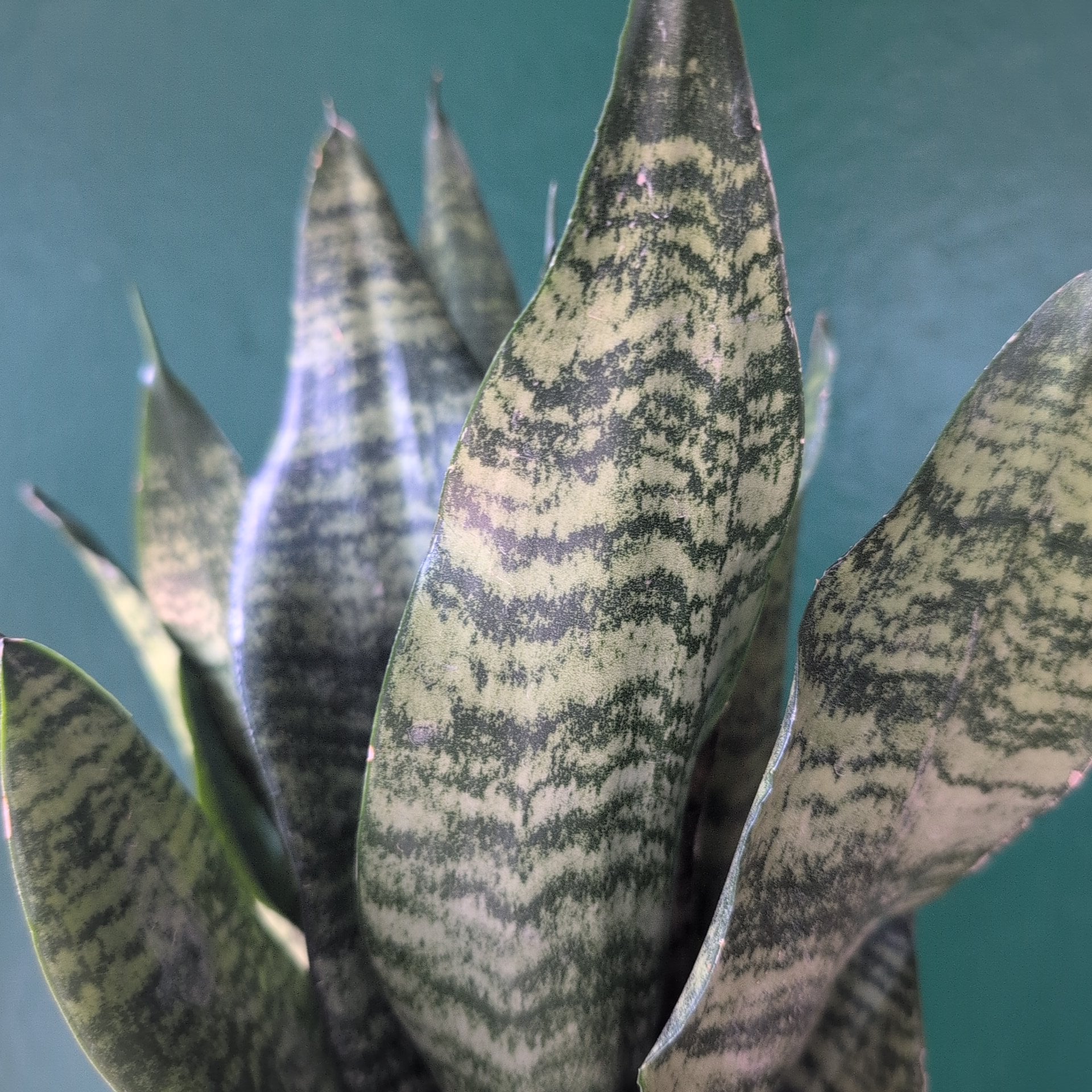Sansevieria trifasciata &