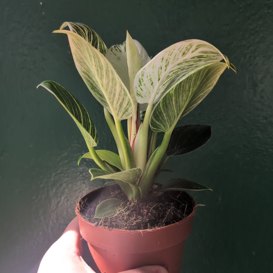 Philodendron birkin &