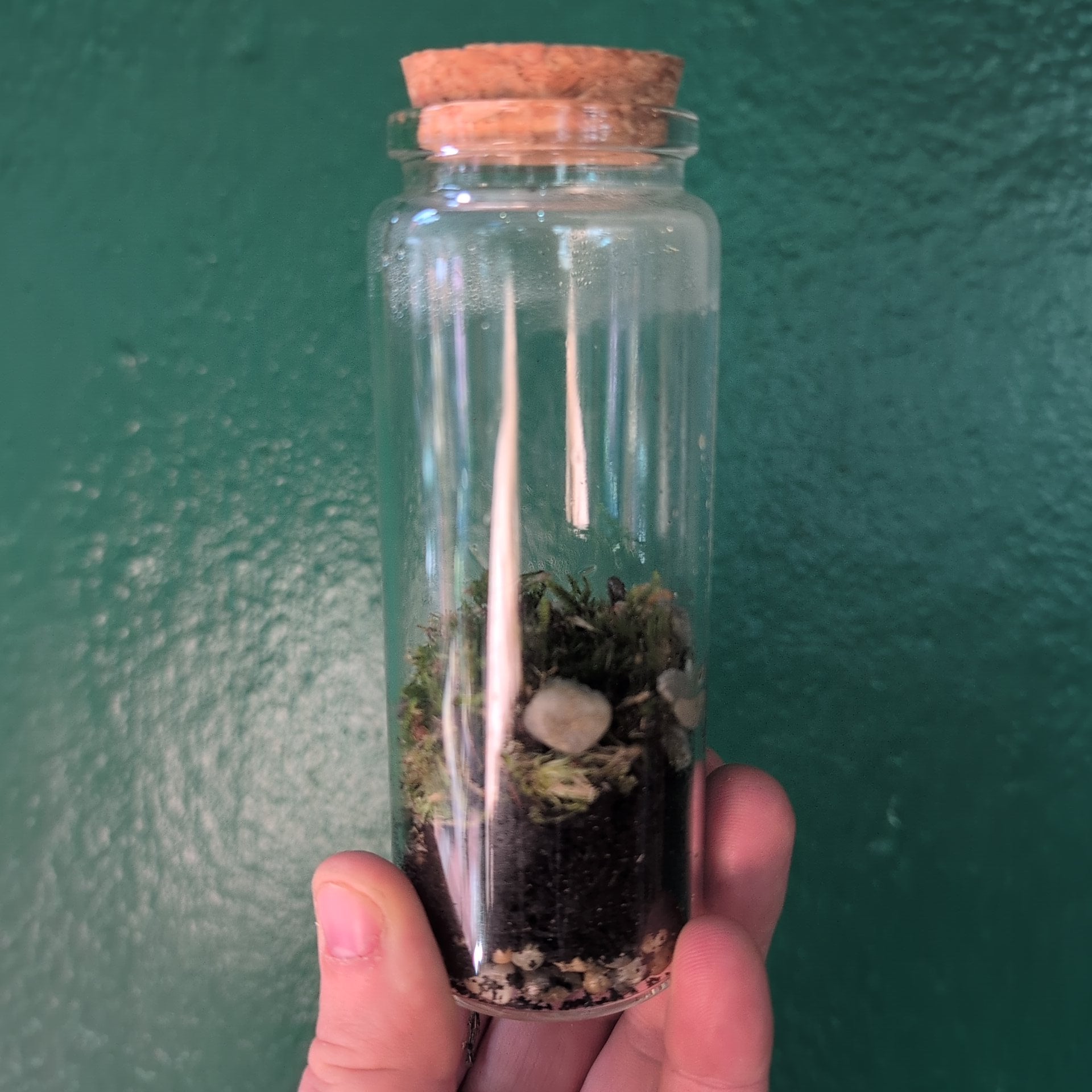 Mossarium
