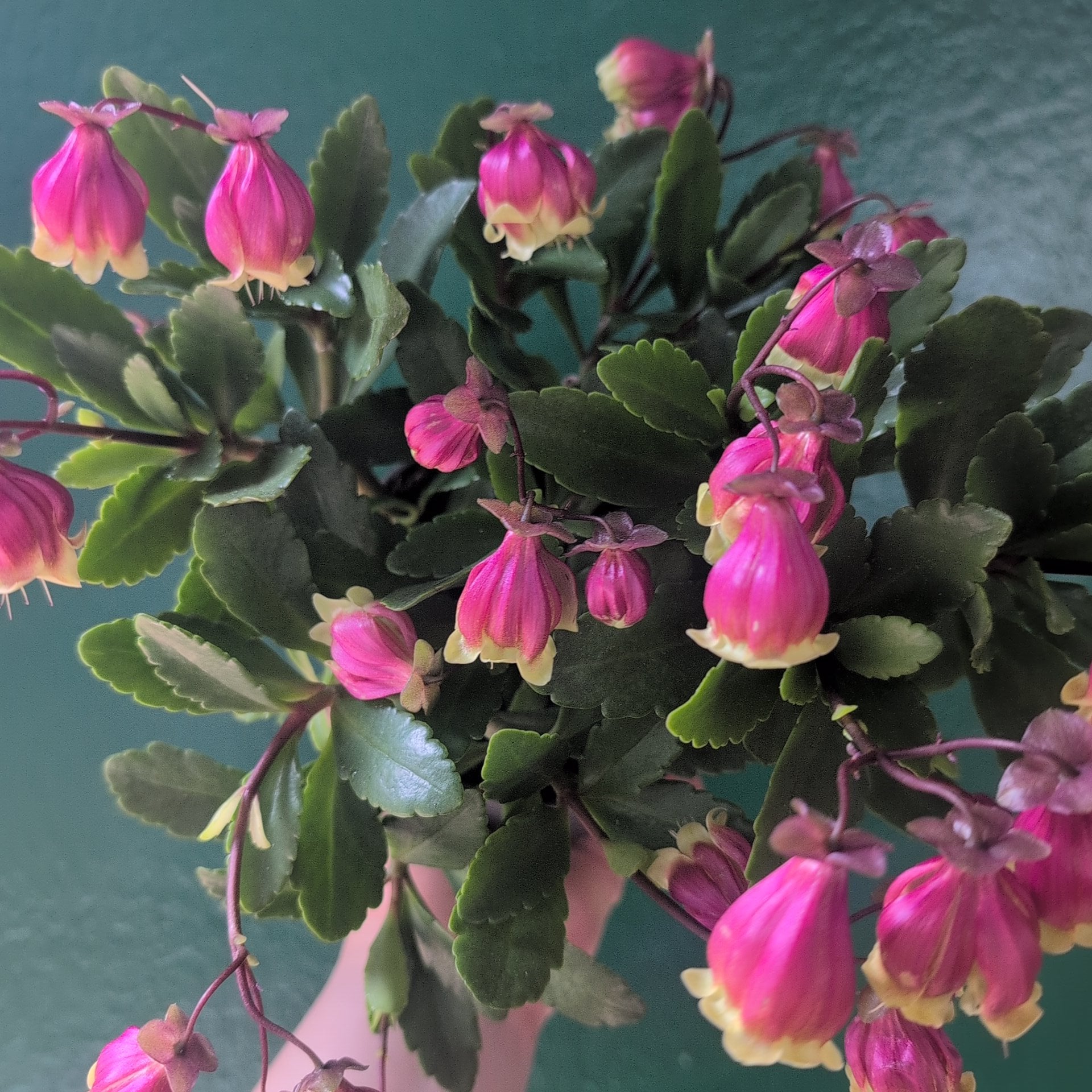 Kalanchoe &