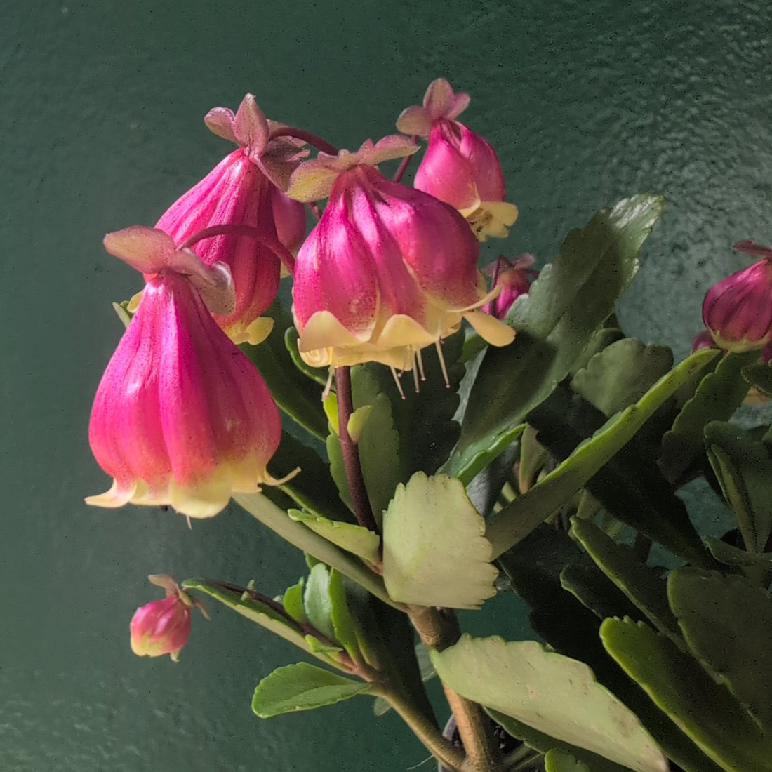 Kalanchoe &