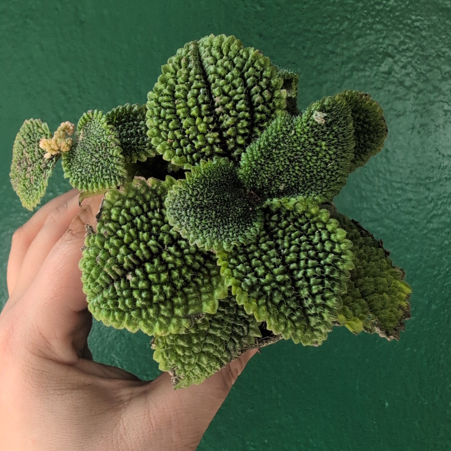 Pilea involucrata &