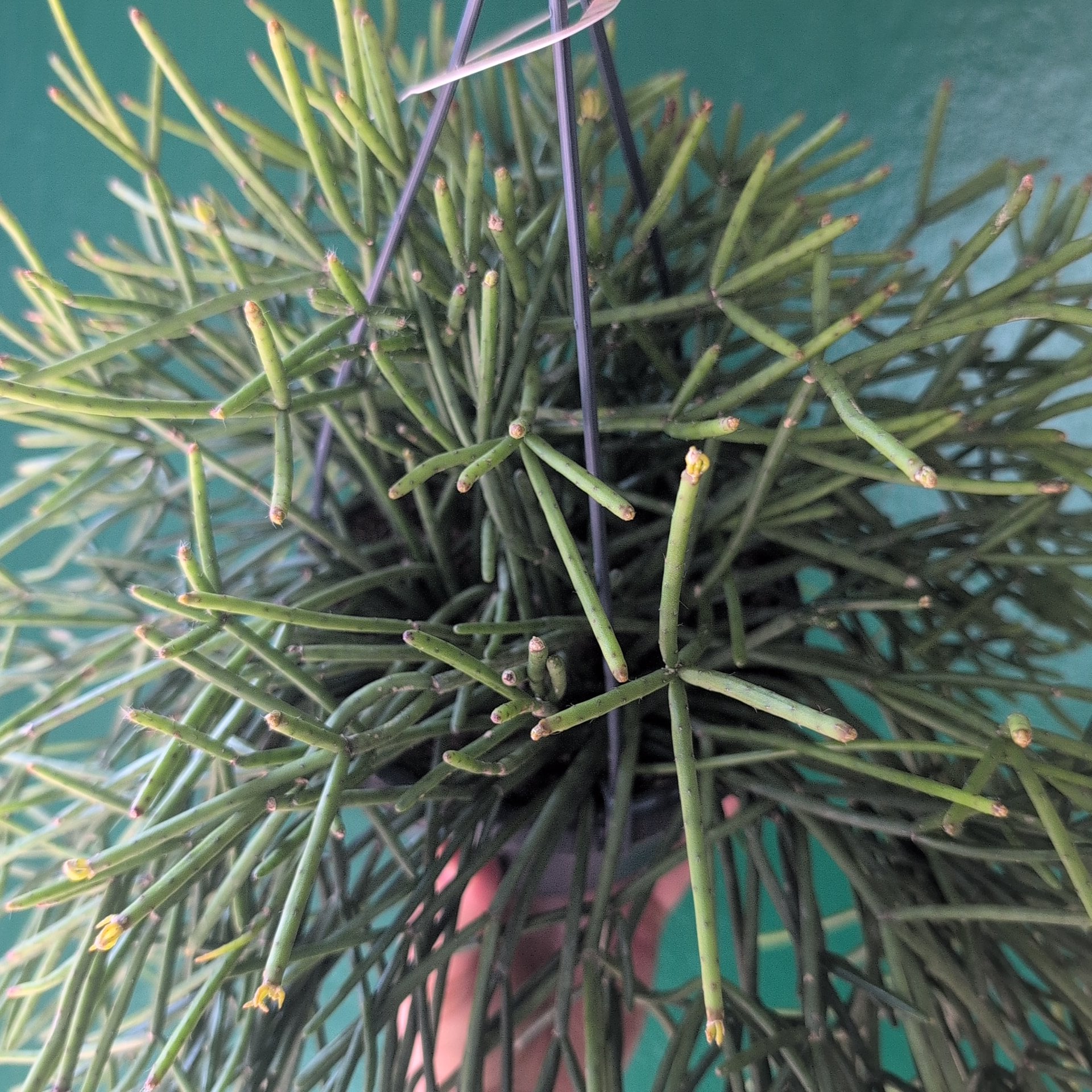 Rhipsalis cassutha (Mistletoe Cactus)
