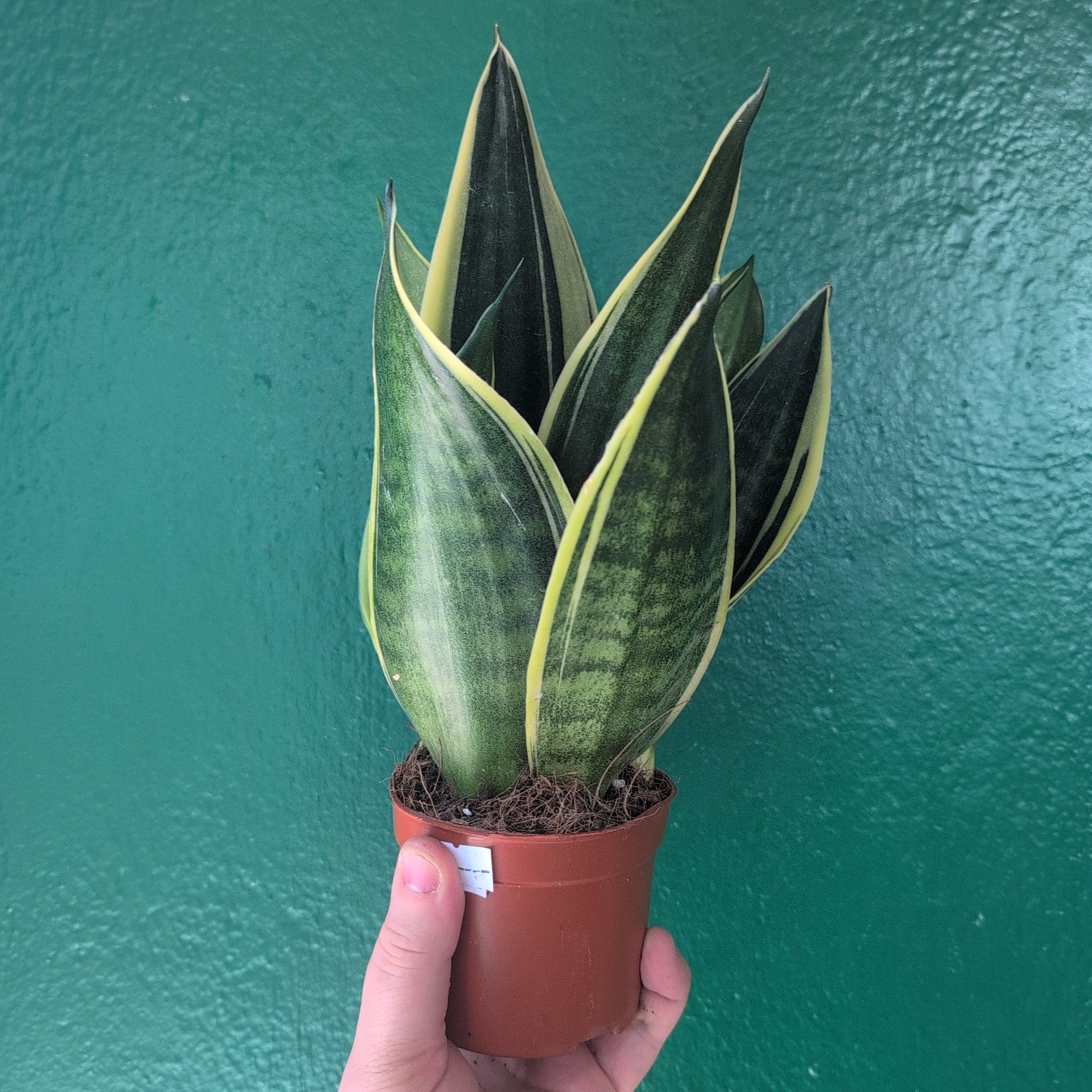 Sansevieria trifasciata &
