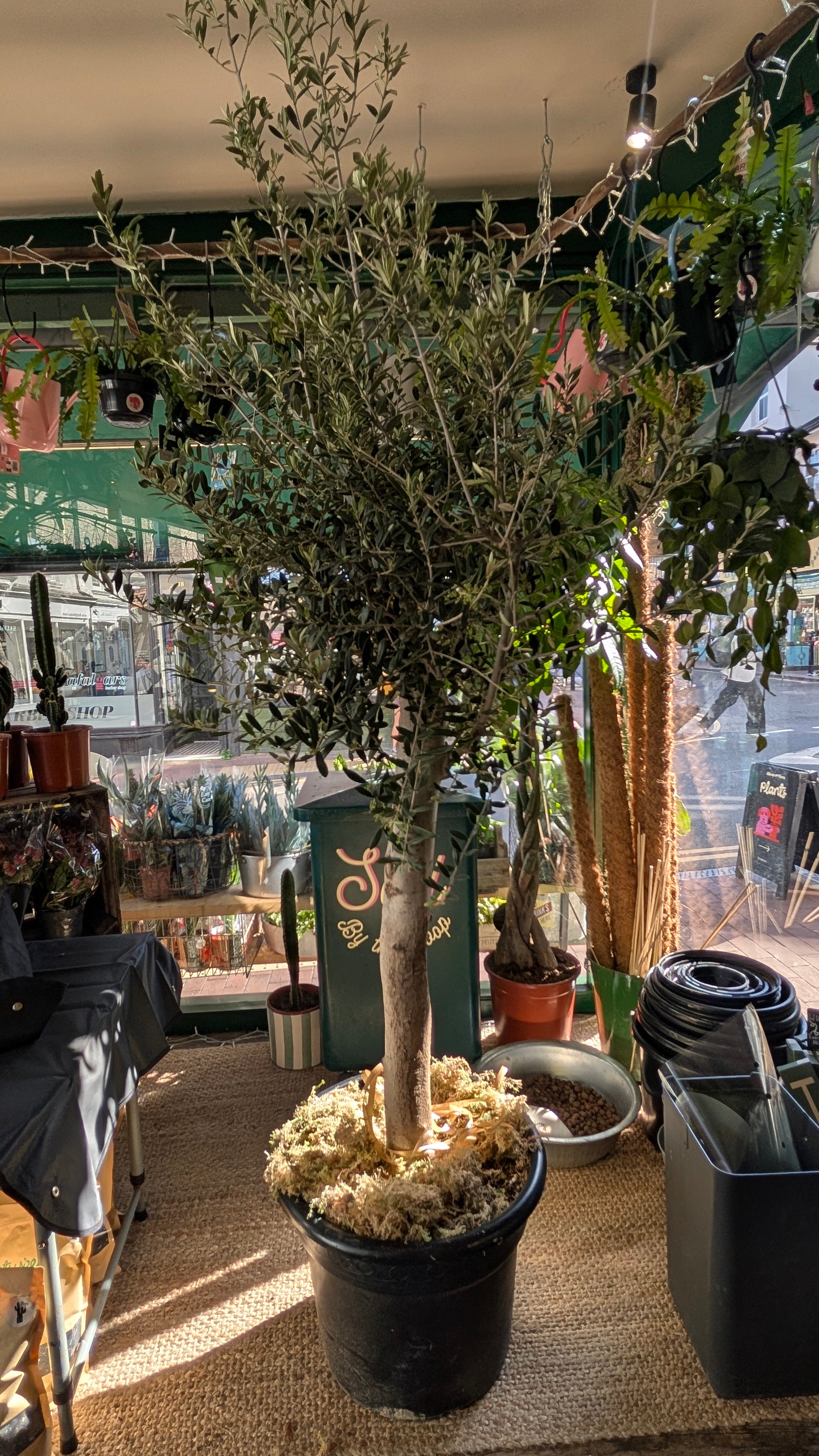 Olea plant (Olive Tree)