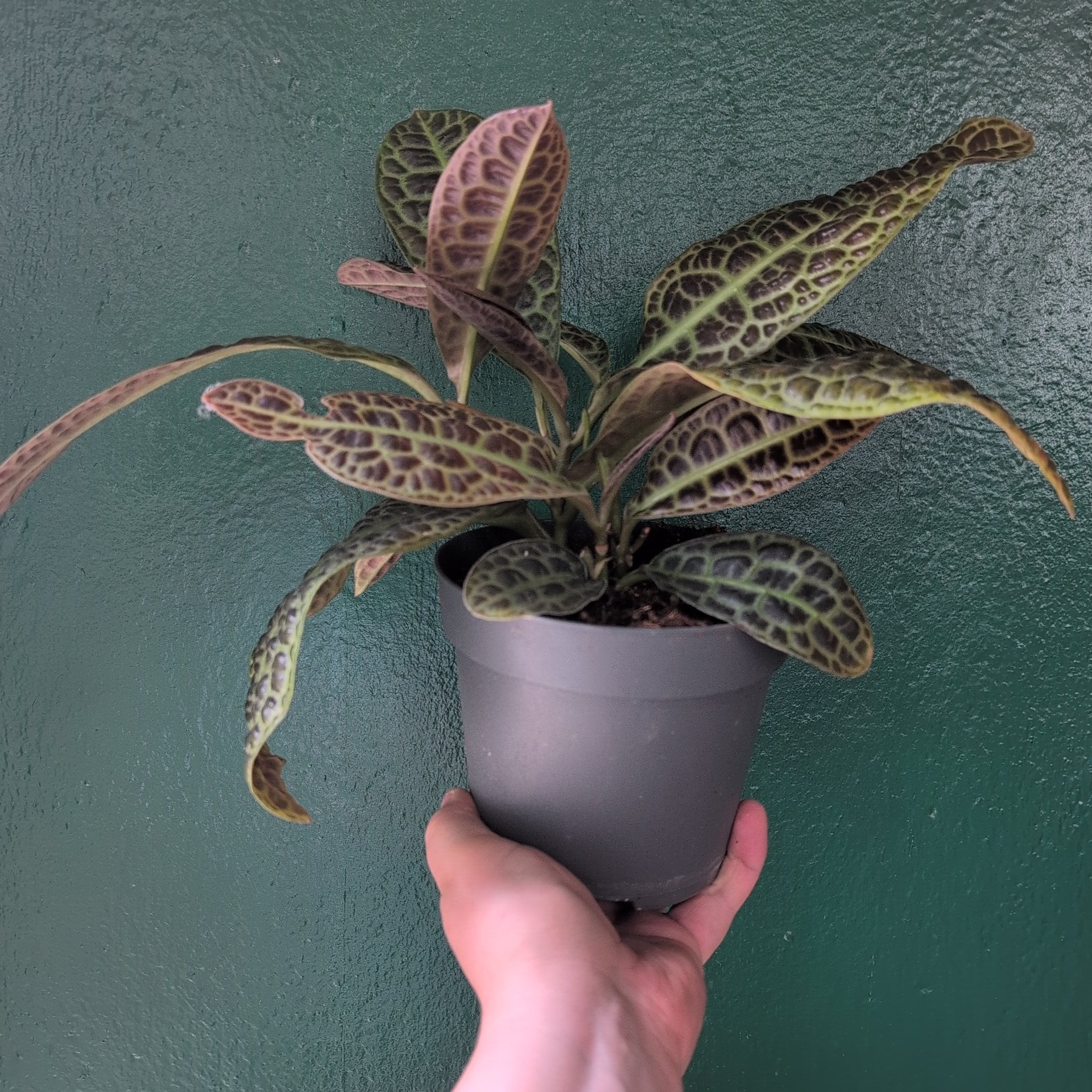 Labisia obtusifolia (Turtle Back)