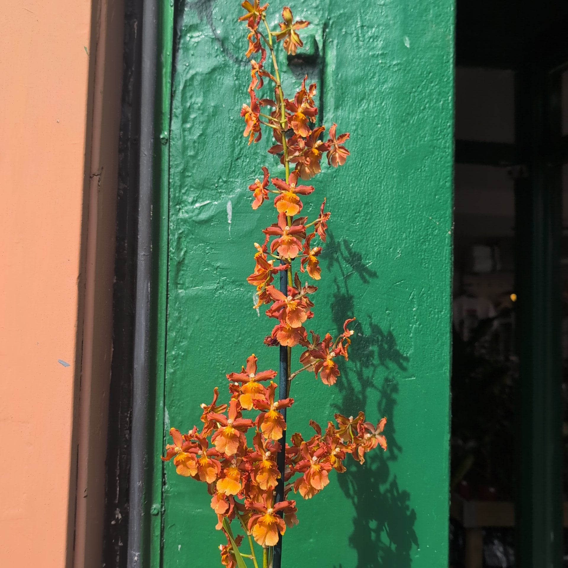 Colmanara Cambria Orchid (Catatante Orange)