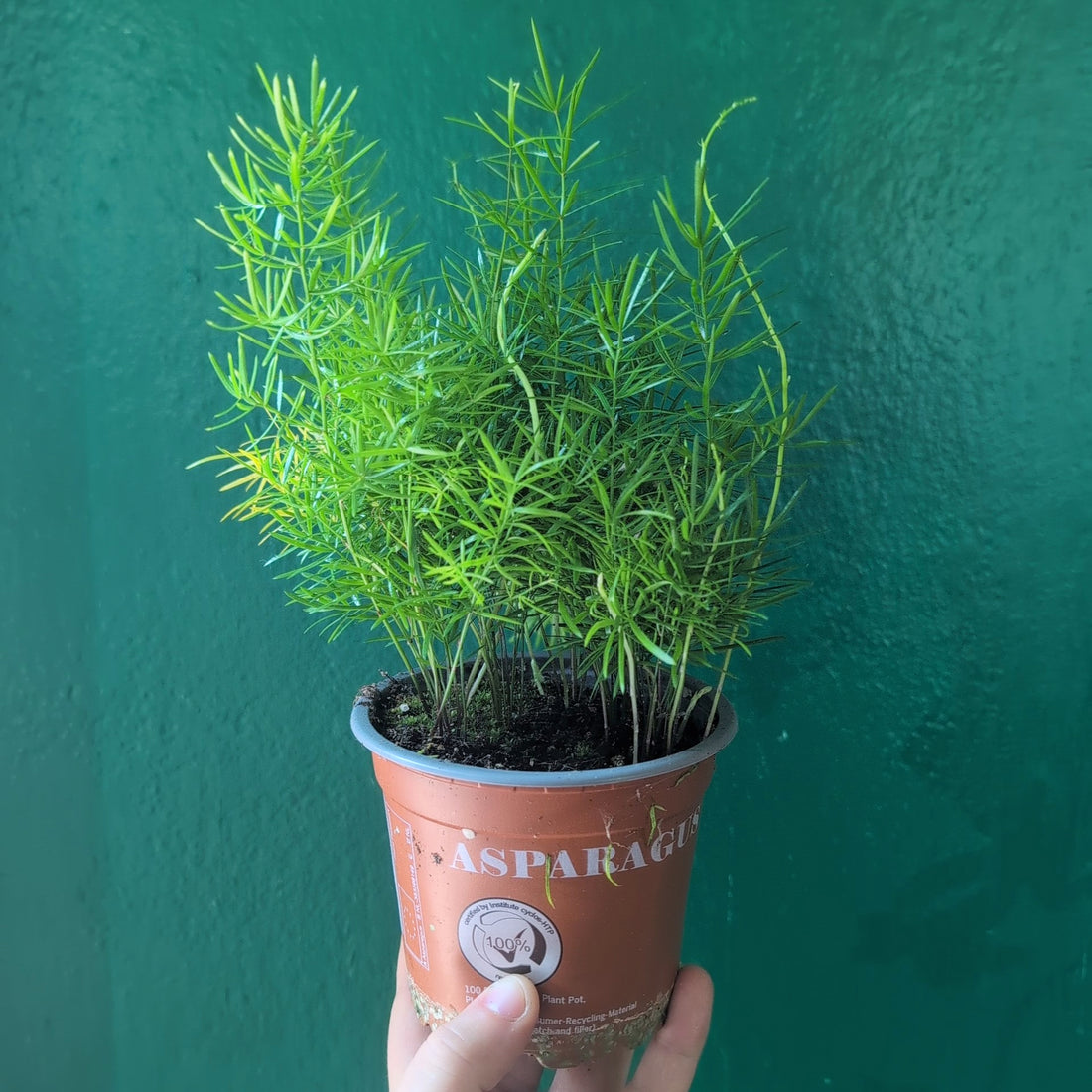 Asparagus densiflorus Sprengeri (Emerald Feather Fern)