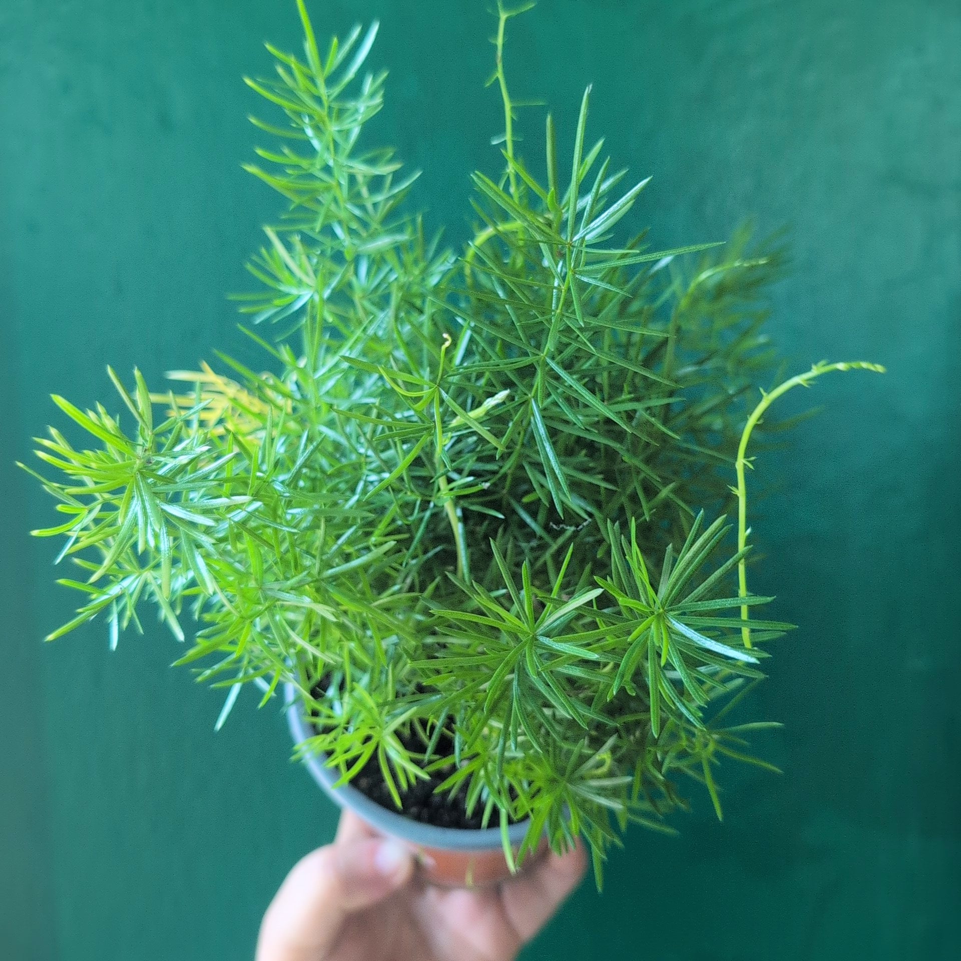 Asparagus densiflorus Sprengeri (Emerald Feather Fern)