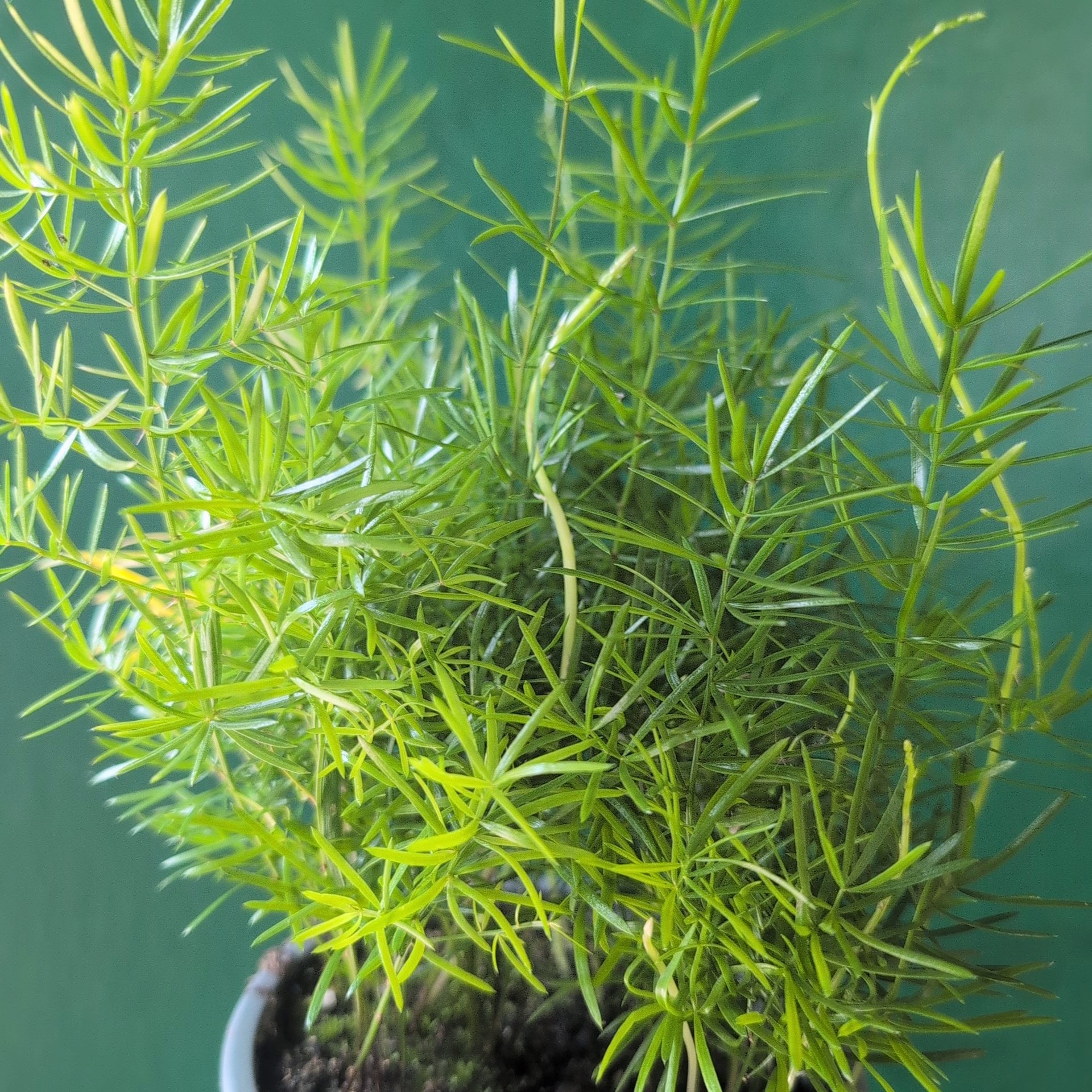 Asparagus densiflorus Sprengeri (Emerald Feather Fern)