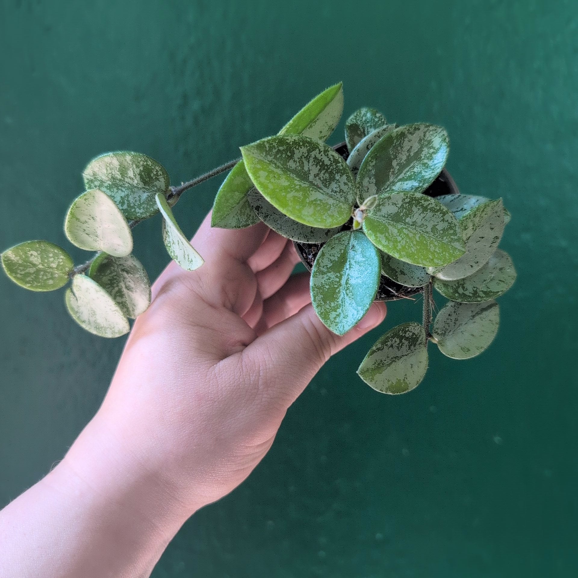 Hoya carnosa &