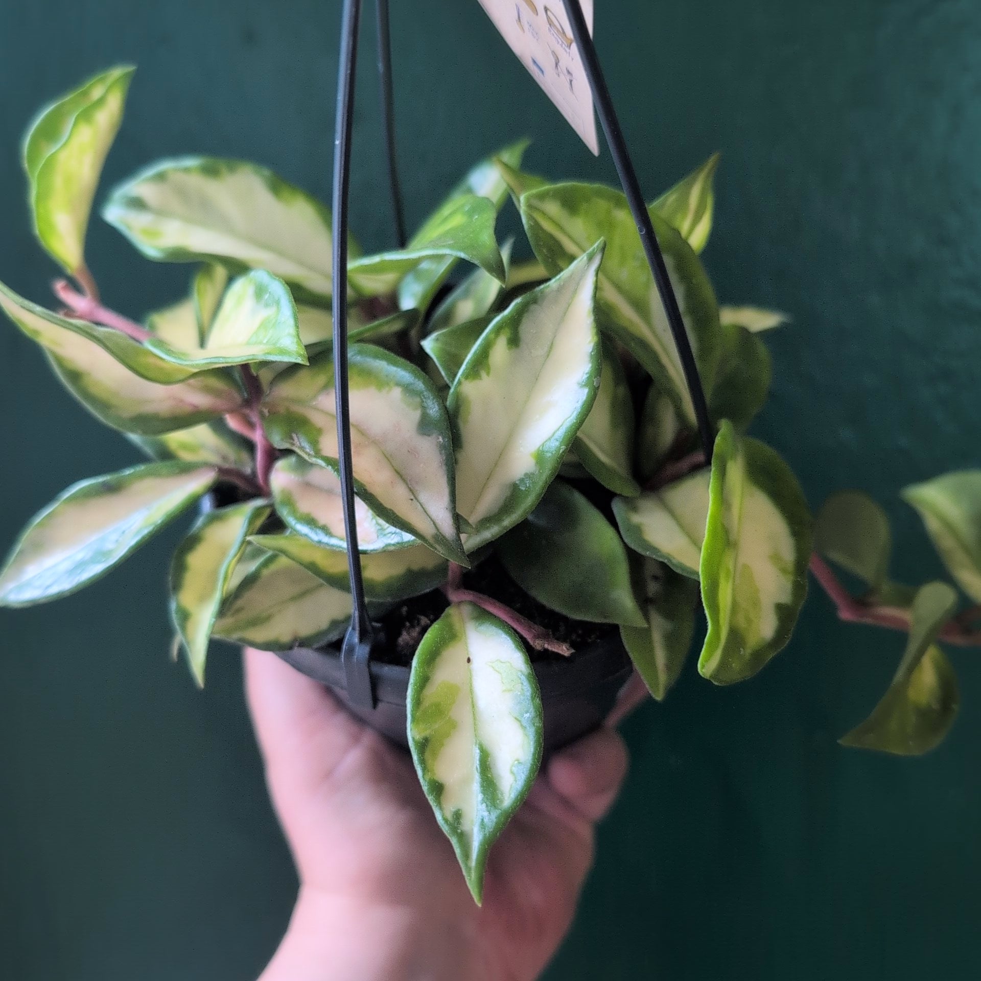 Hoya carnosa &