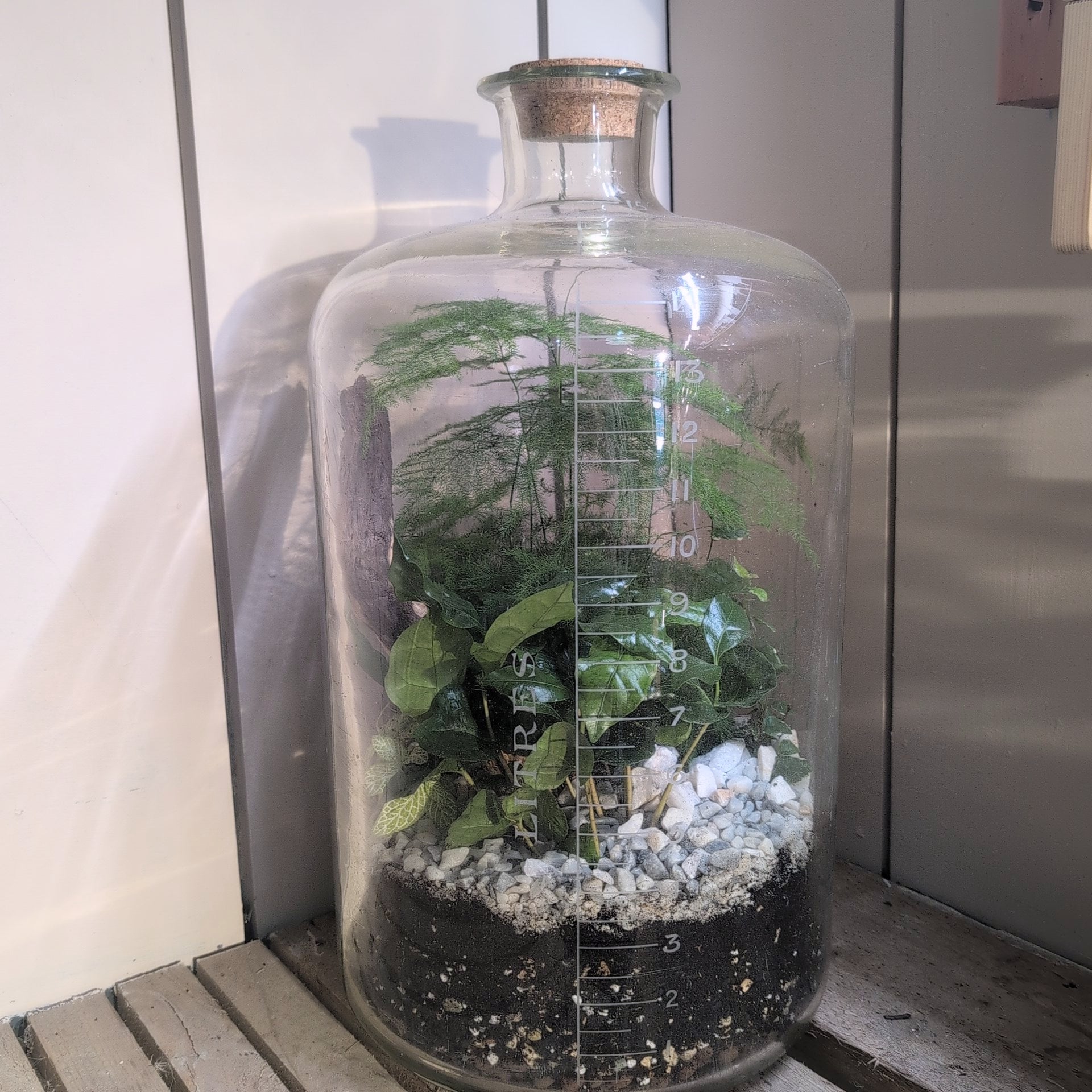 Apothecary Jar Terrarium
