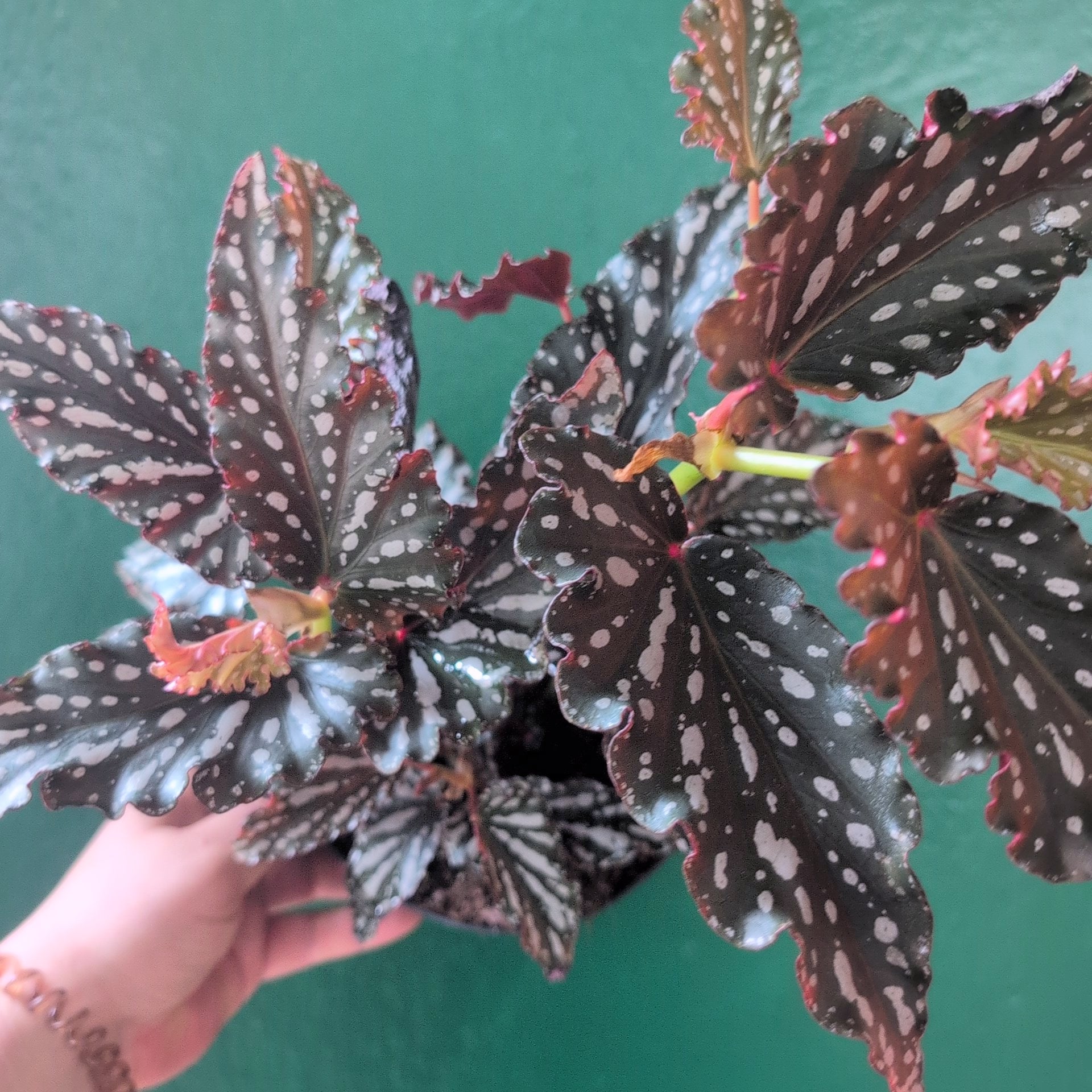 Begonia maculata &