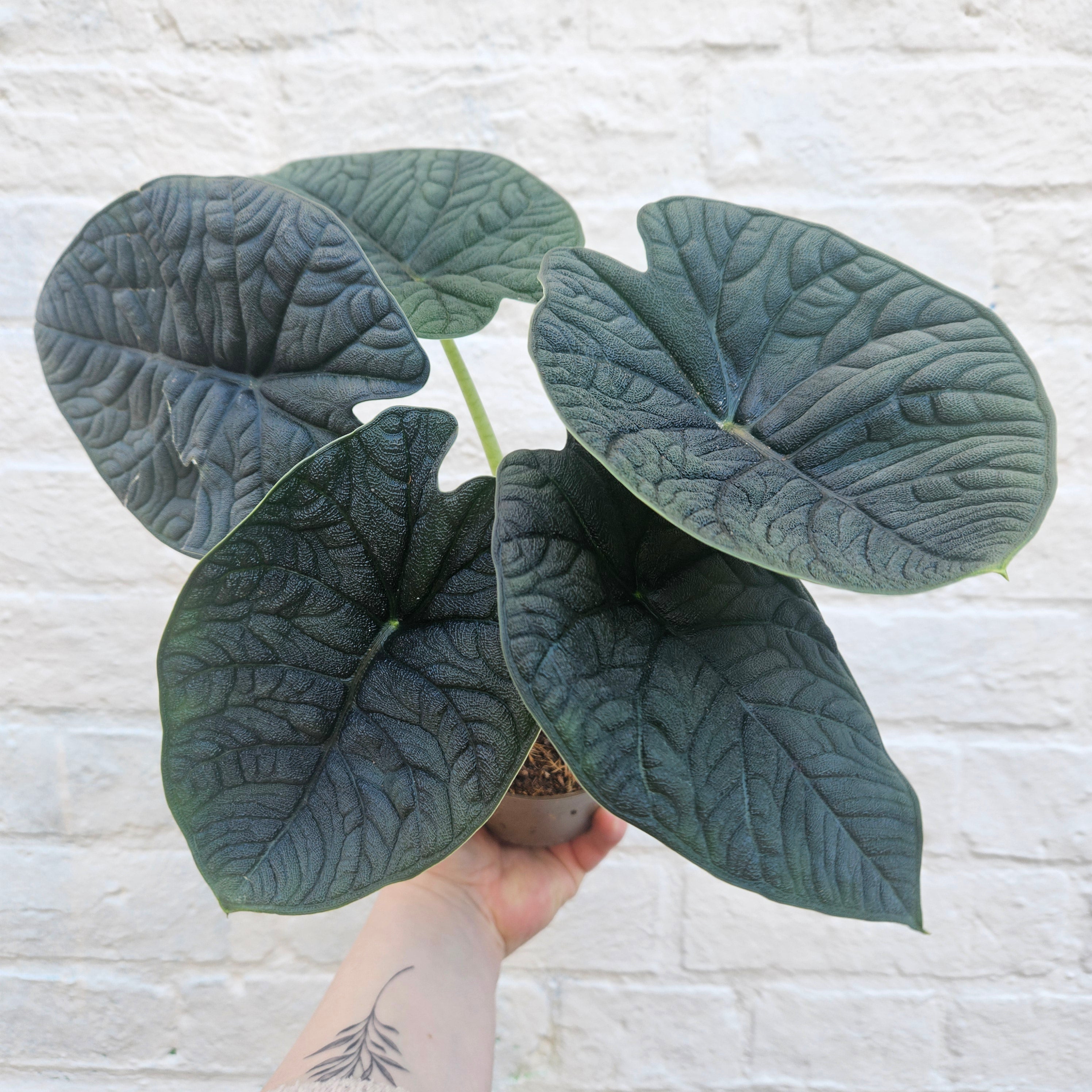 Alocasia &