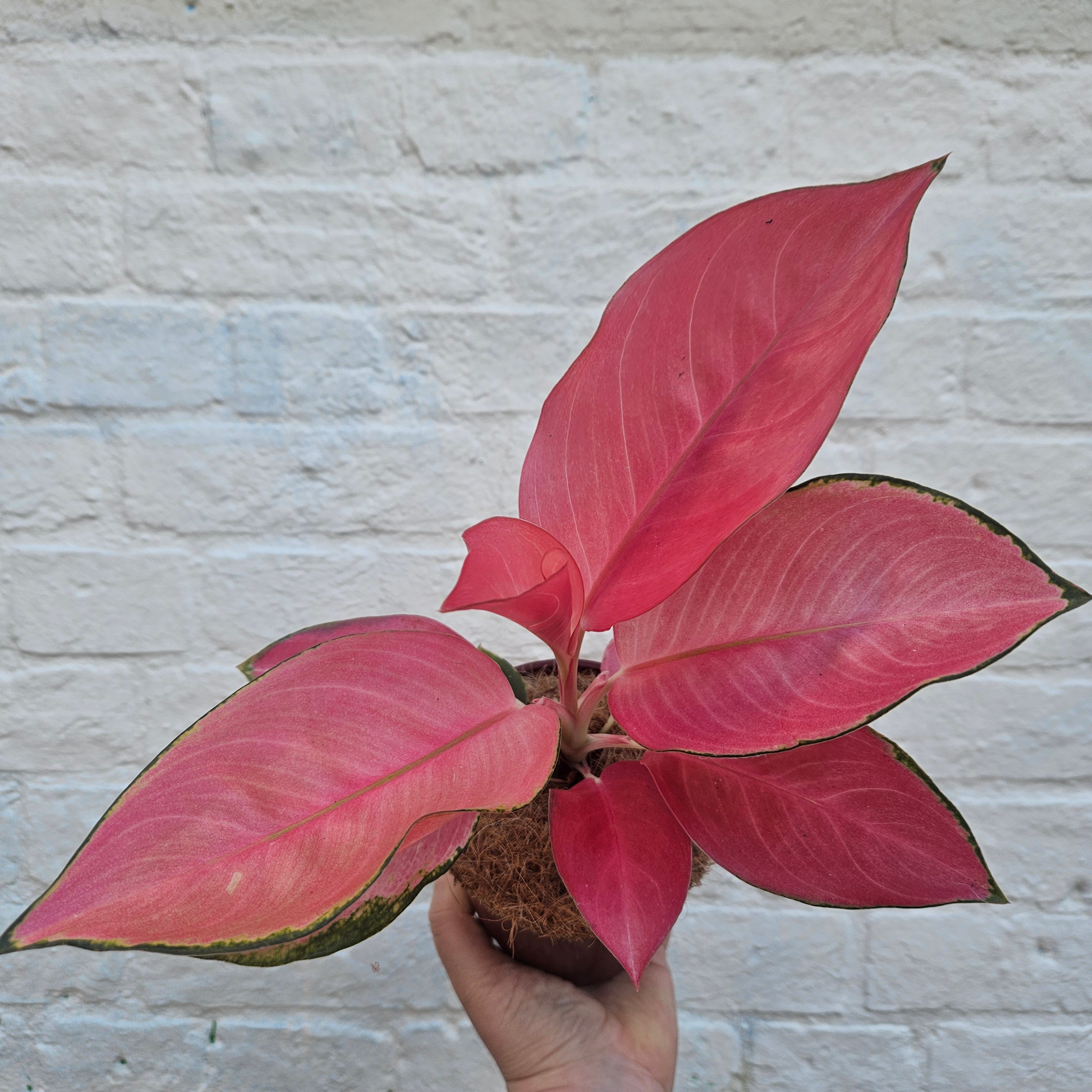 aglaonema flamingo pink Buy Aglaonema 'Flamingo'| Between Two Thorns