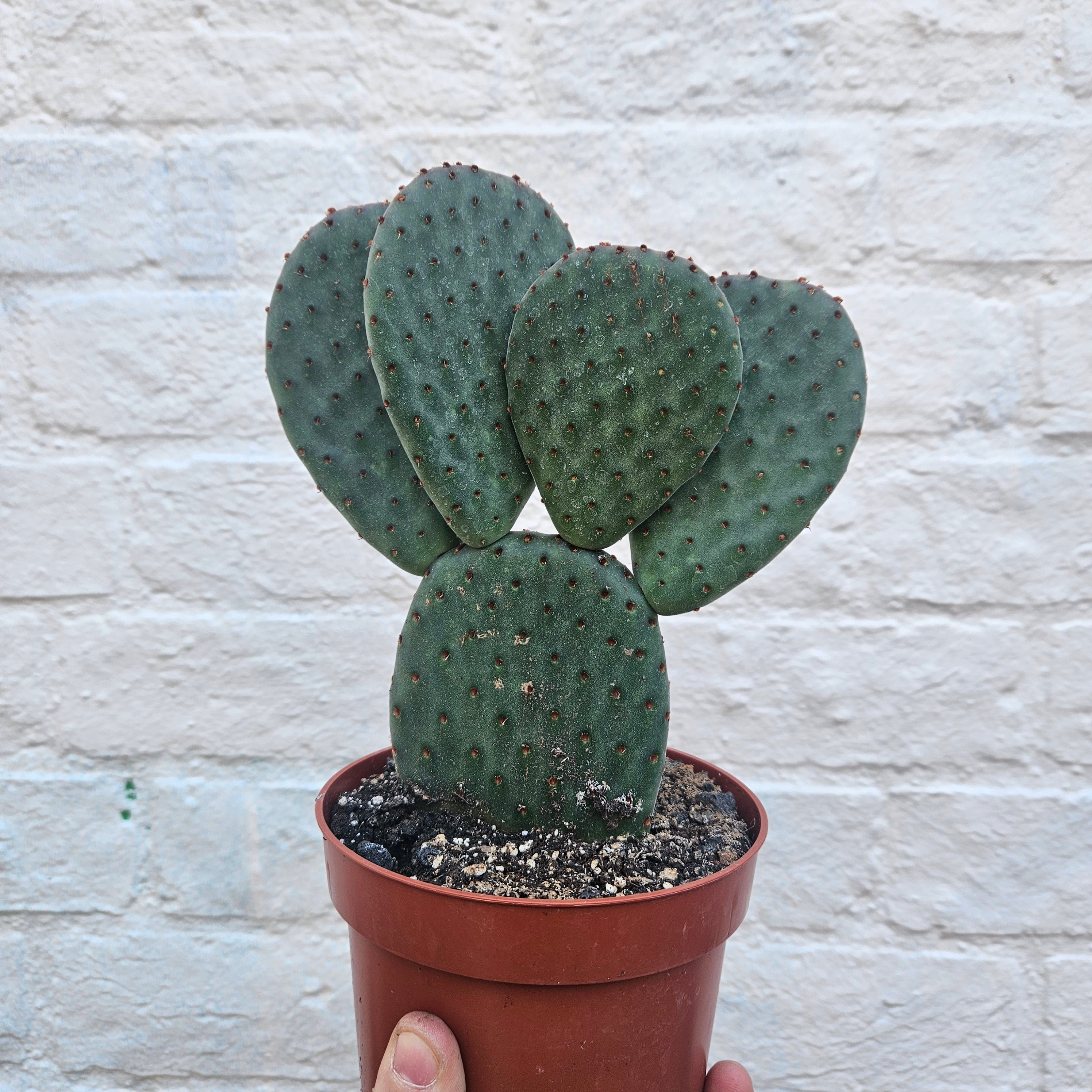 Opuntia microdasys Varieties (Bunny ear/ Angel wing cactus)