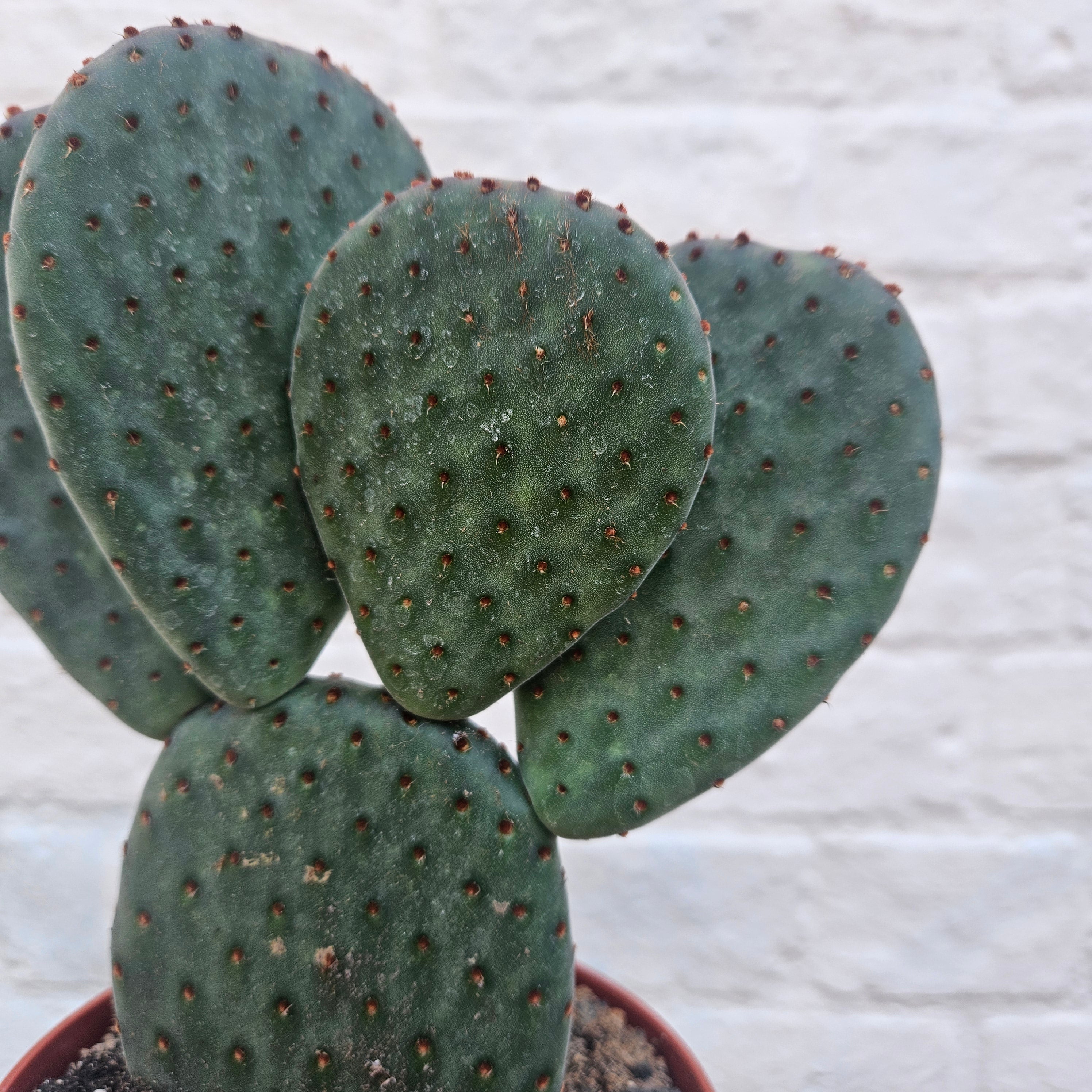 Opuntia microdasys Varieties (Bunny ear/ Angel wing cactus)