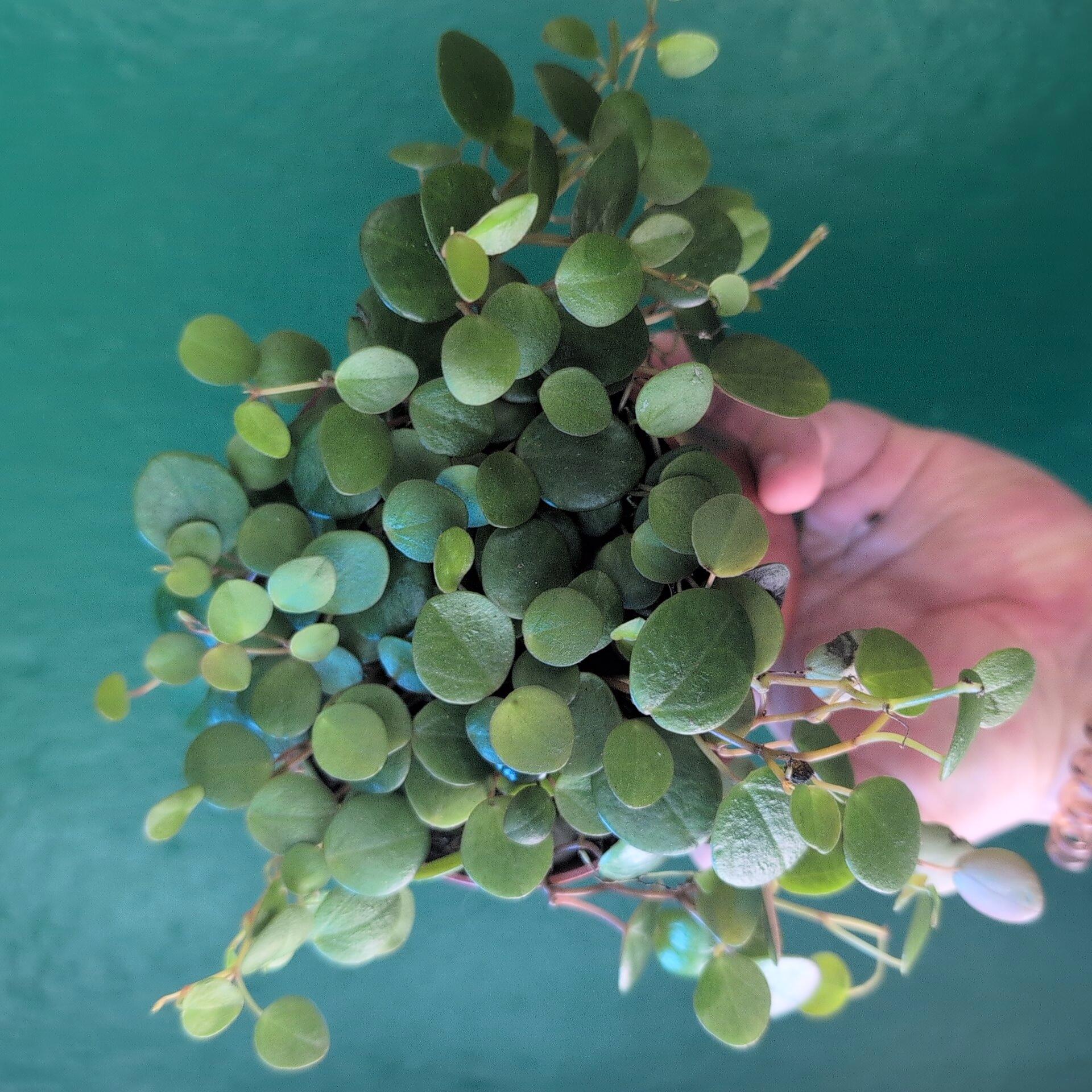 Peperomia prostrata &