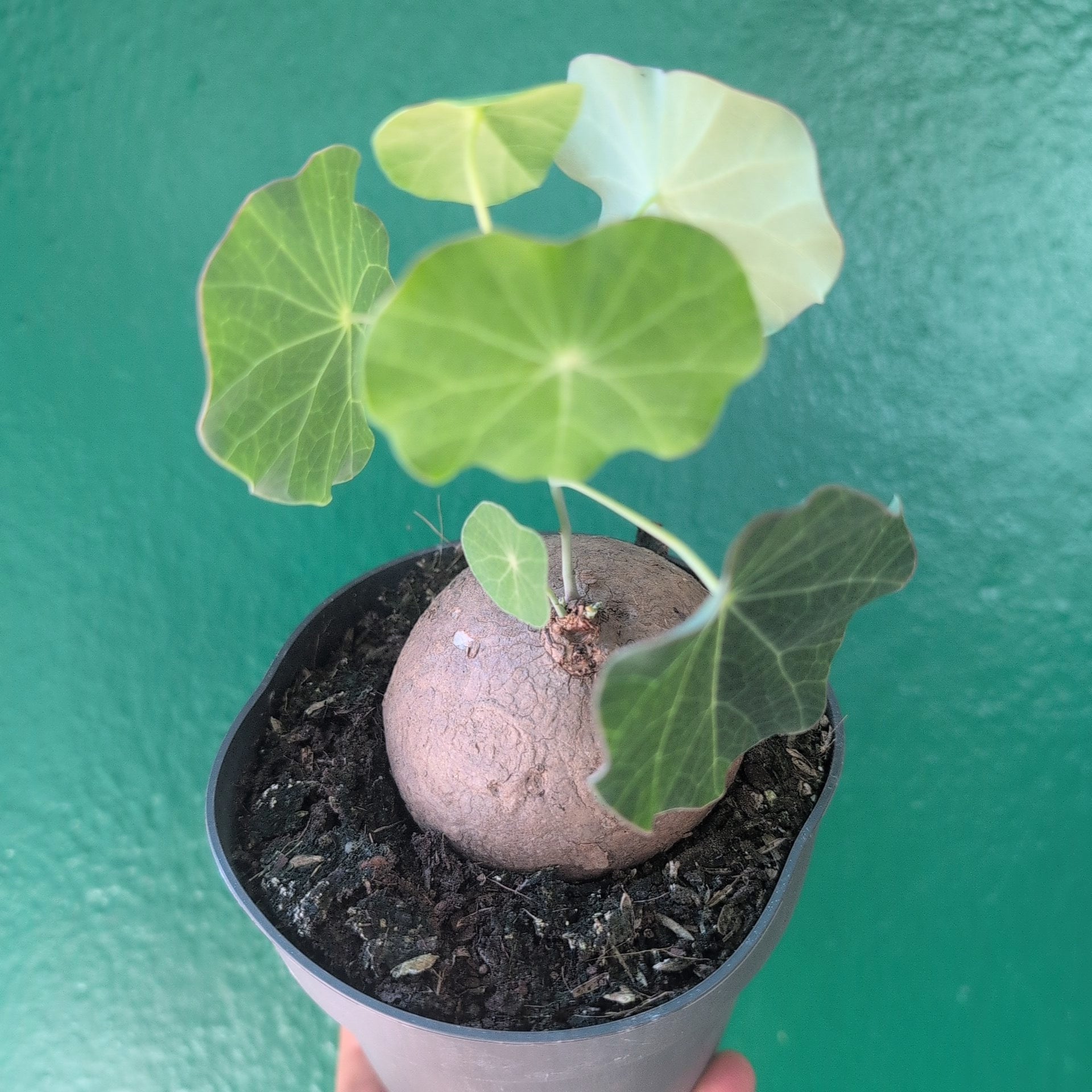 Stephania erecta (Caudex Plant)