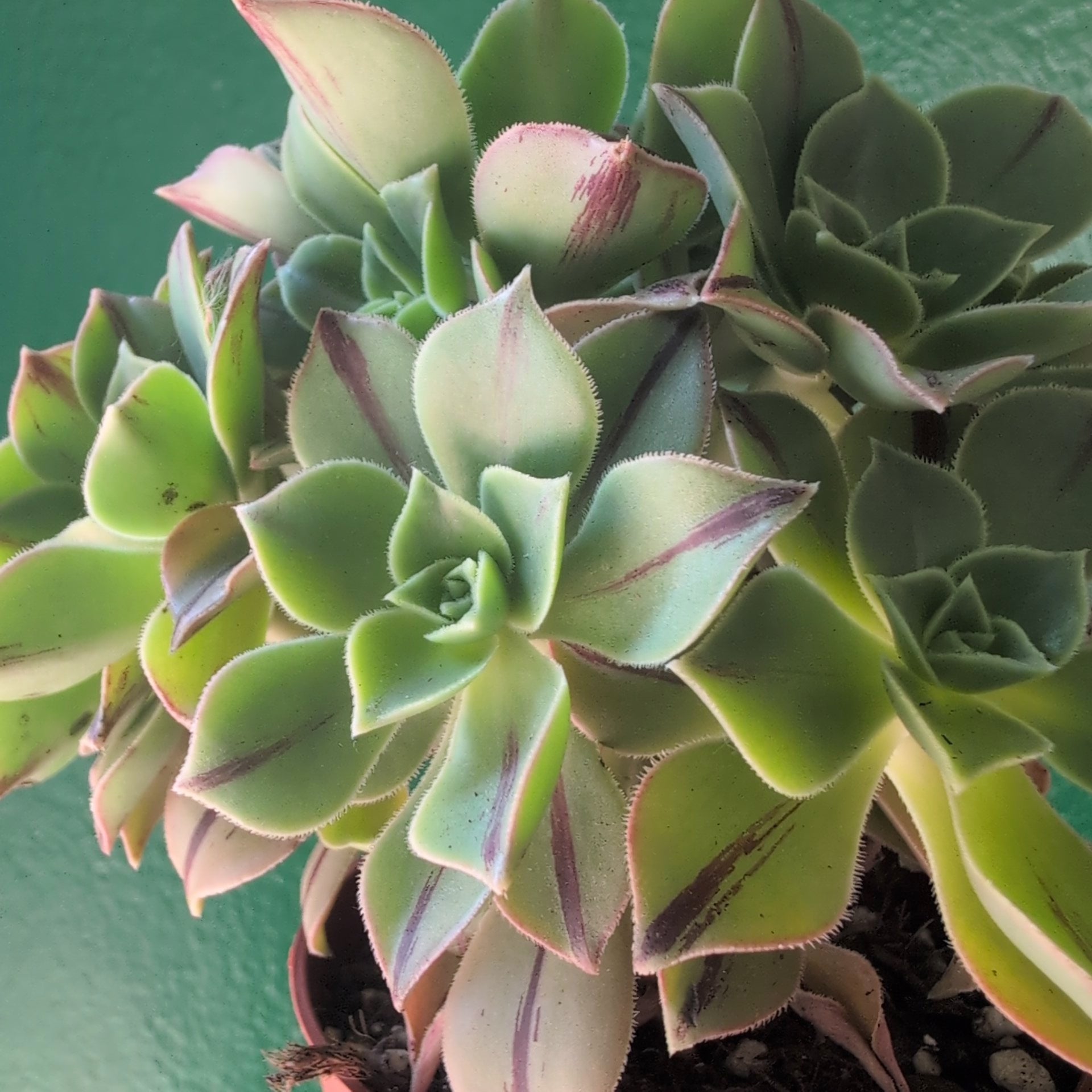 Aeonium leucoblepharum &