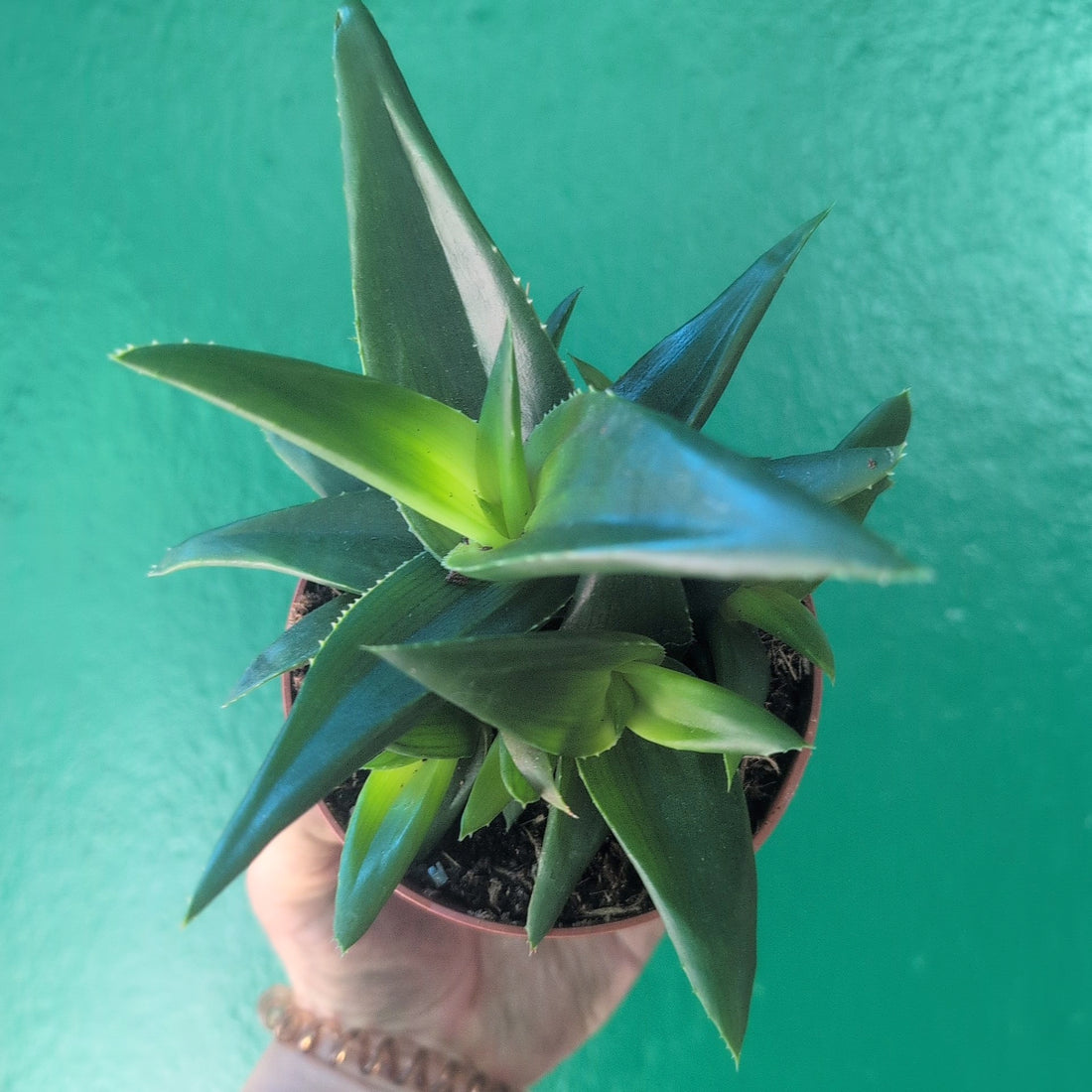 Haworthia pentagonia &