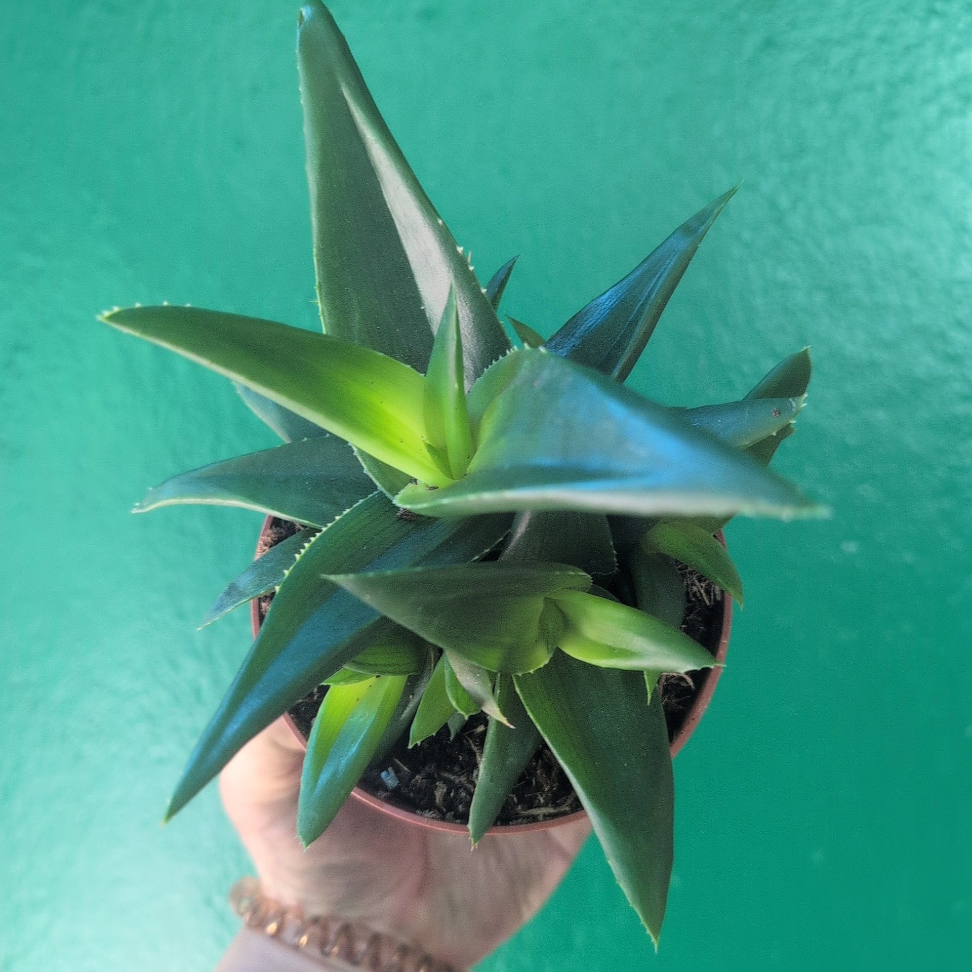 Haworthia pentagonia &