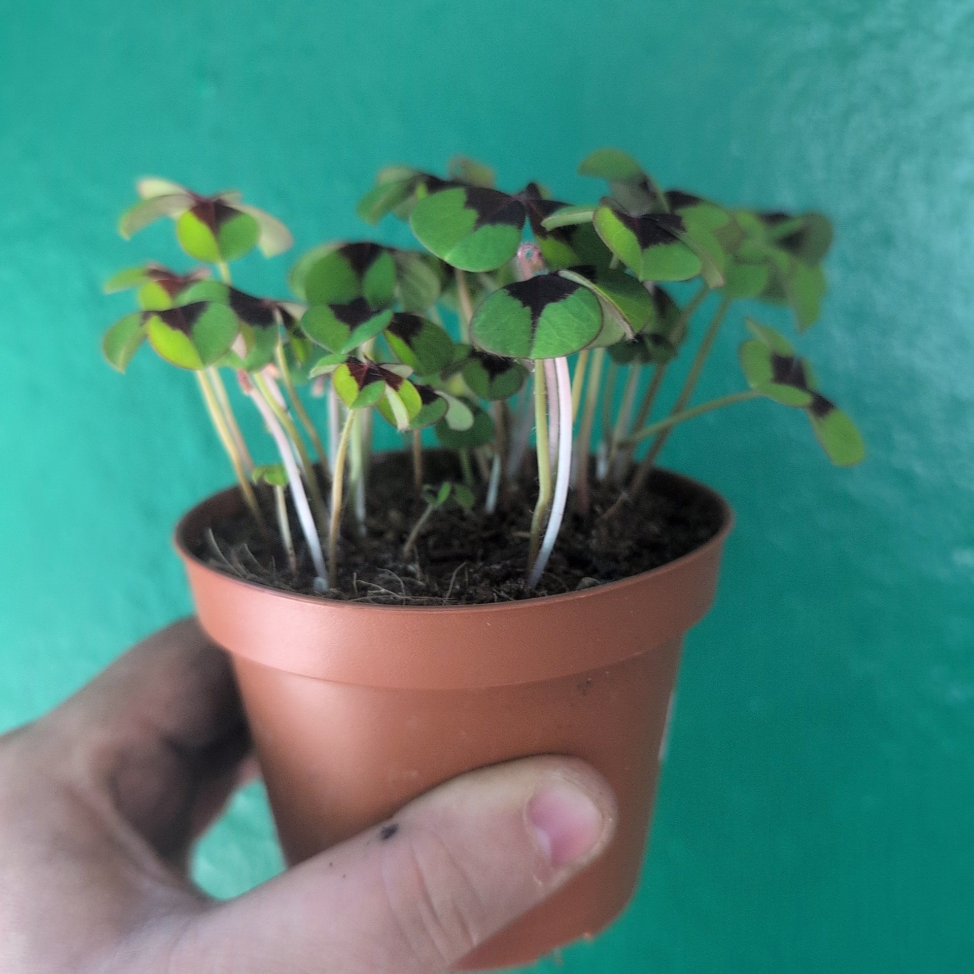 Oxalis Deppei ‘Iron Cross’