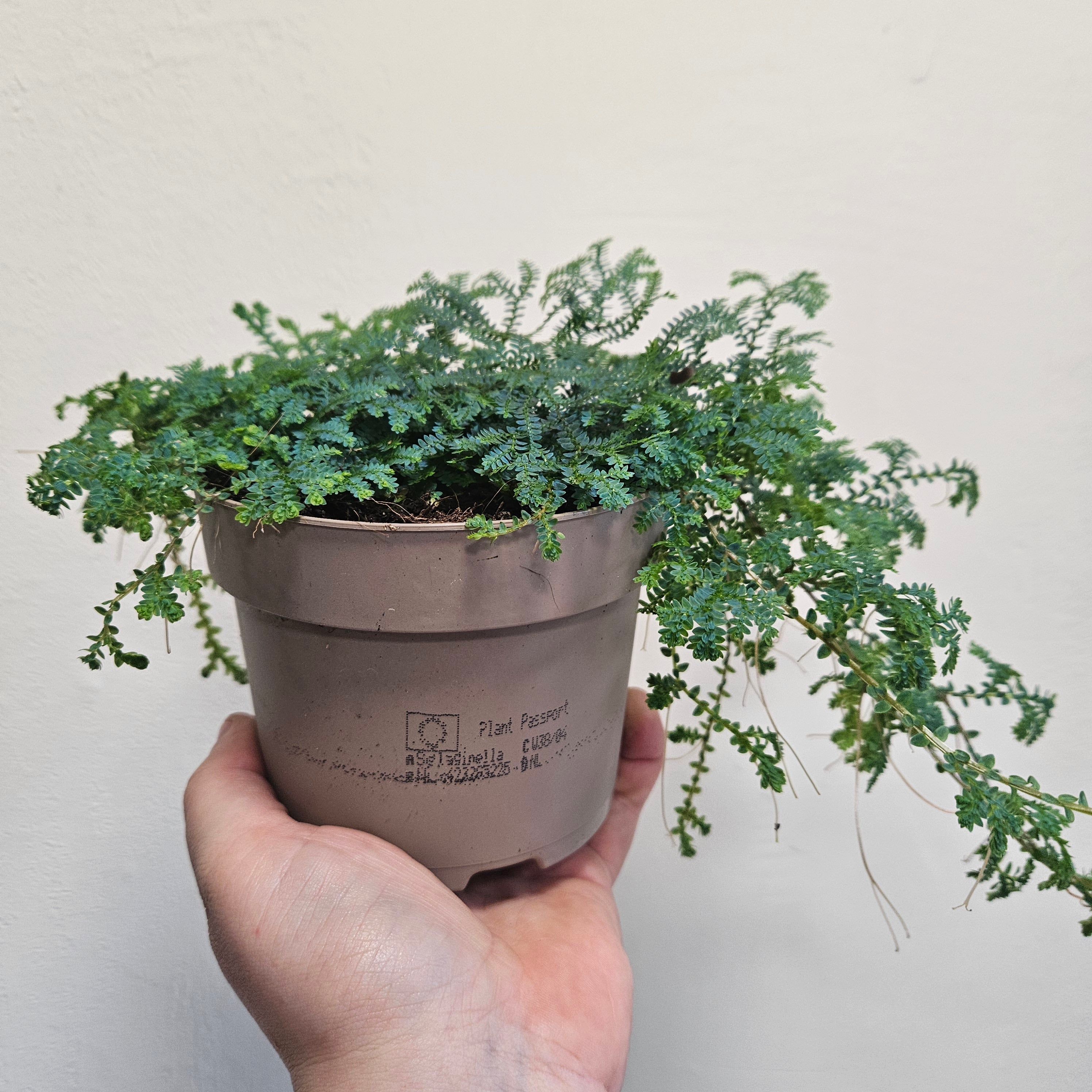 Selaginella uncinata &