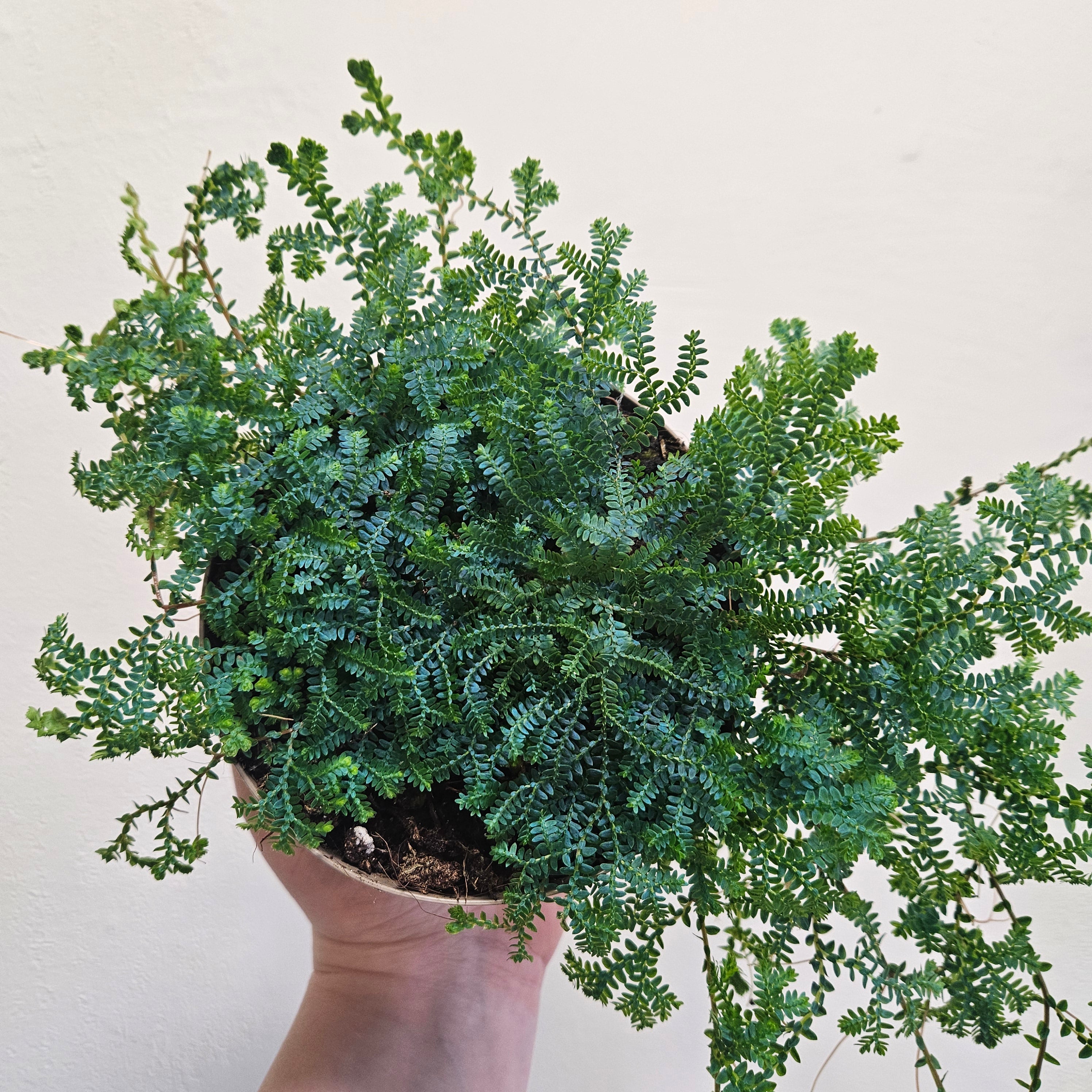 Selaginella uncinata &