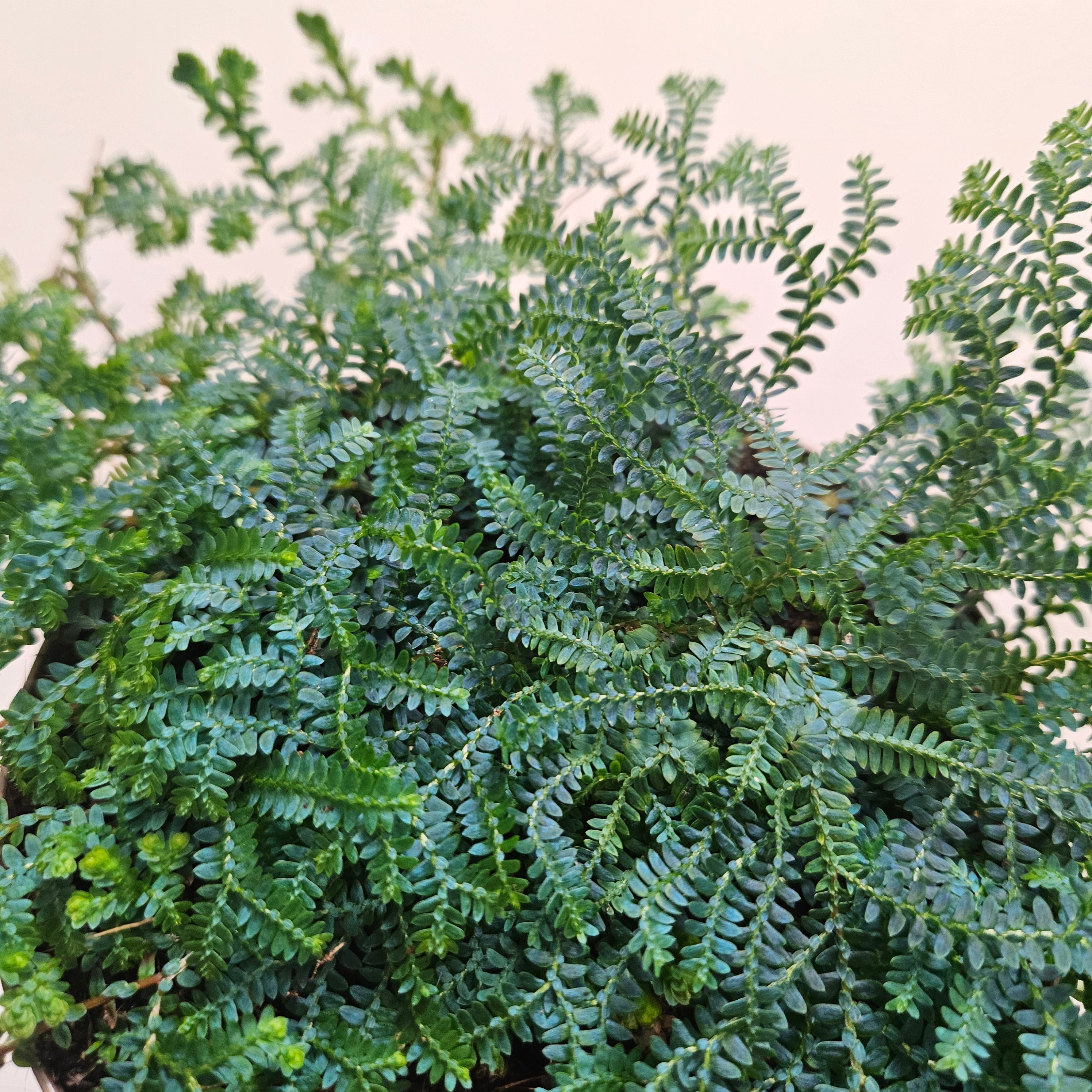 Selaginella uncinata &