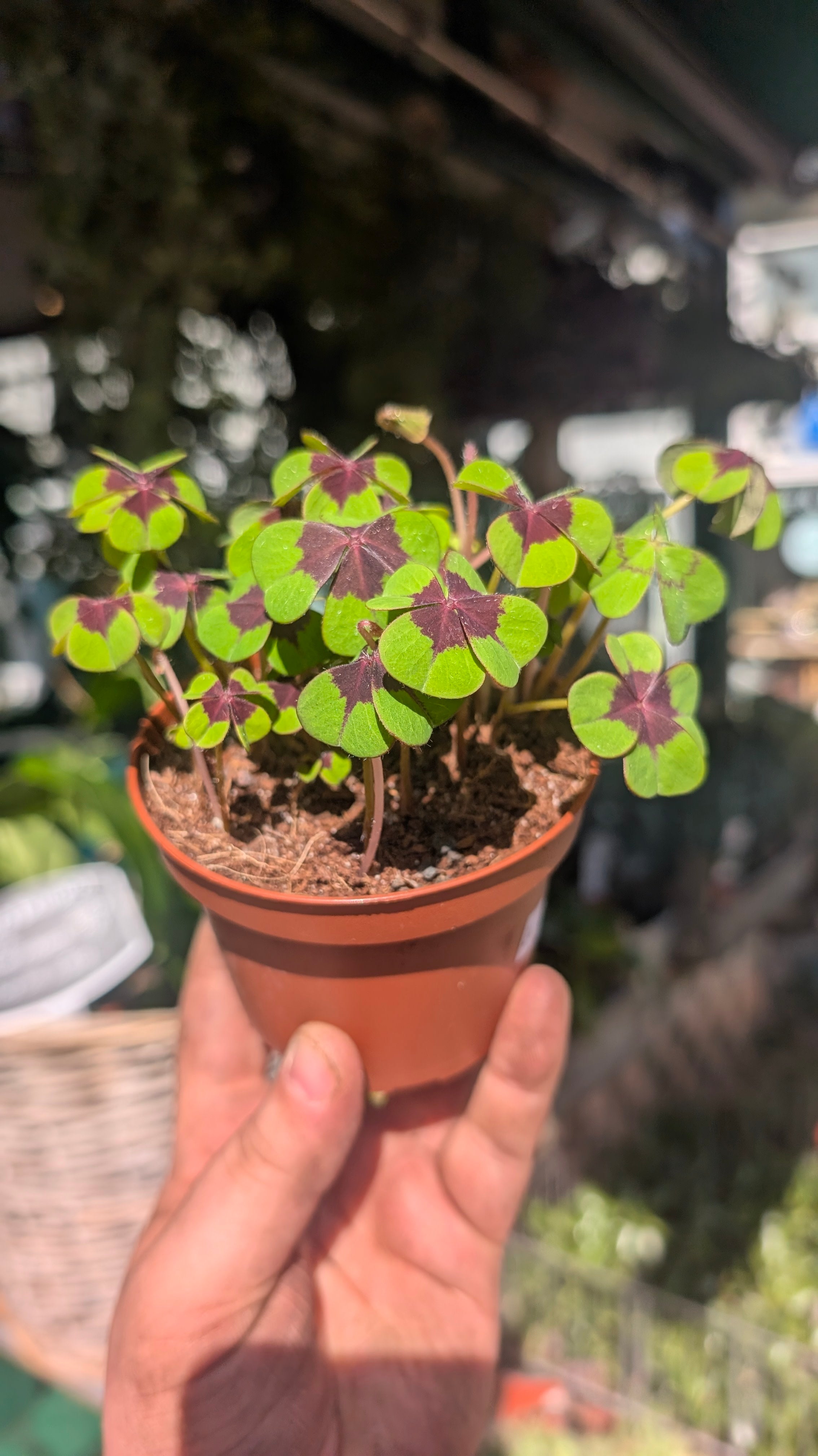 Oxalis Deppei ‘Iron Cross’