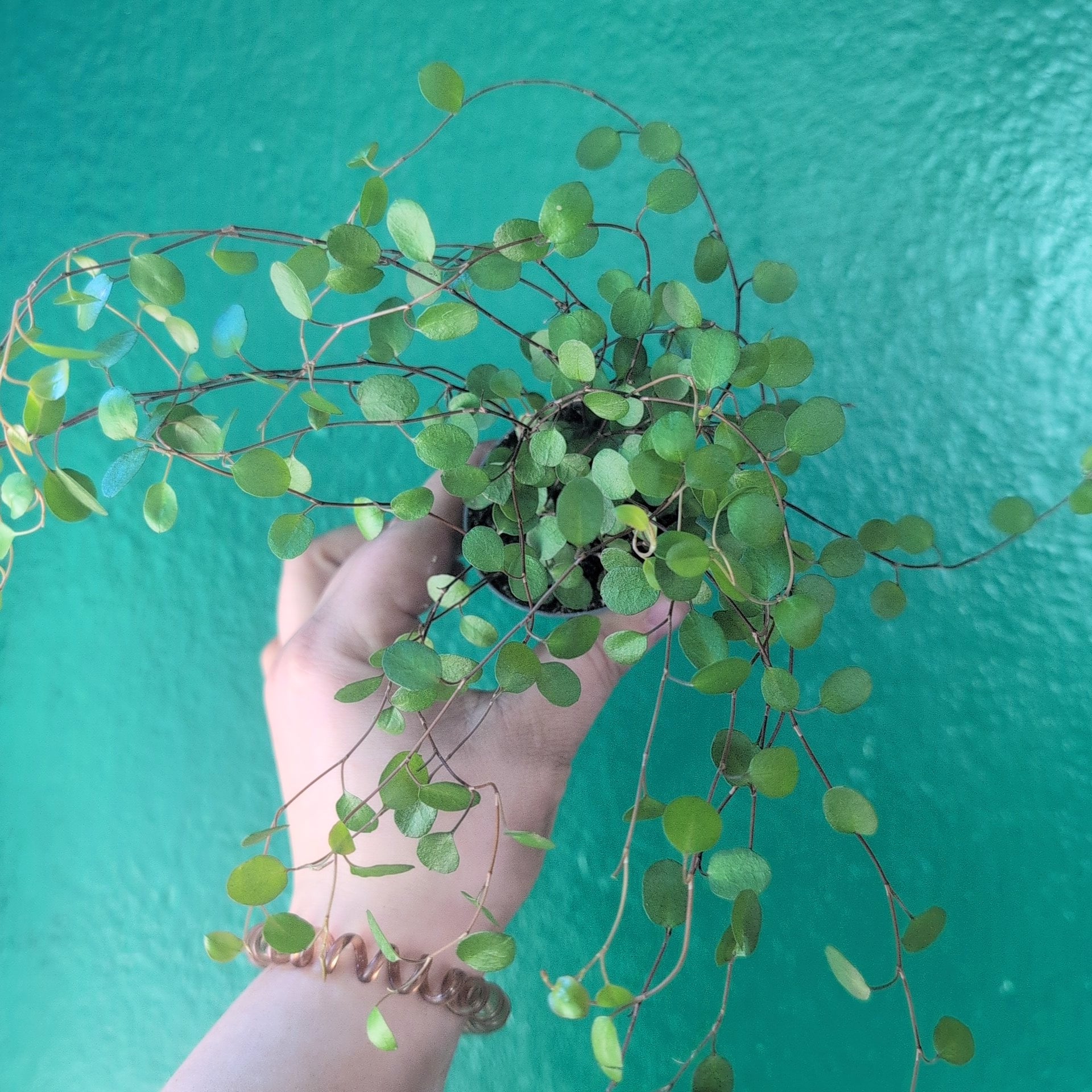 Muehlenbeckia complexa &