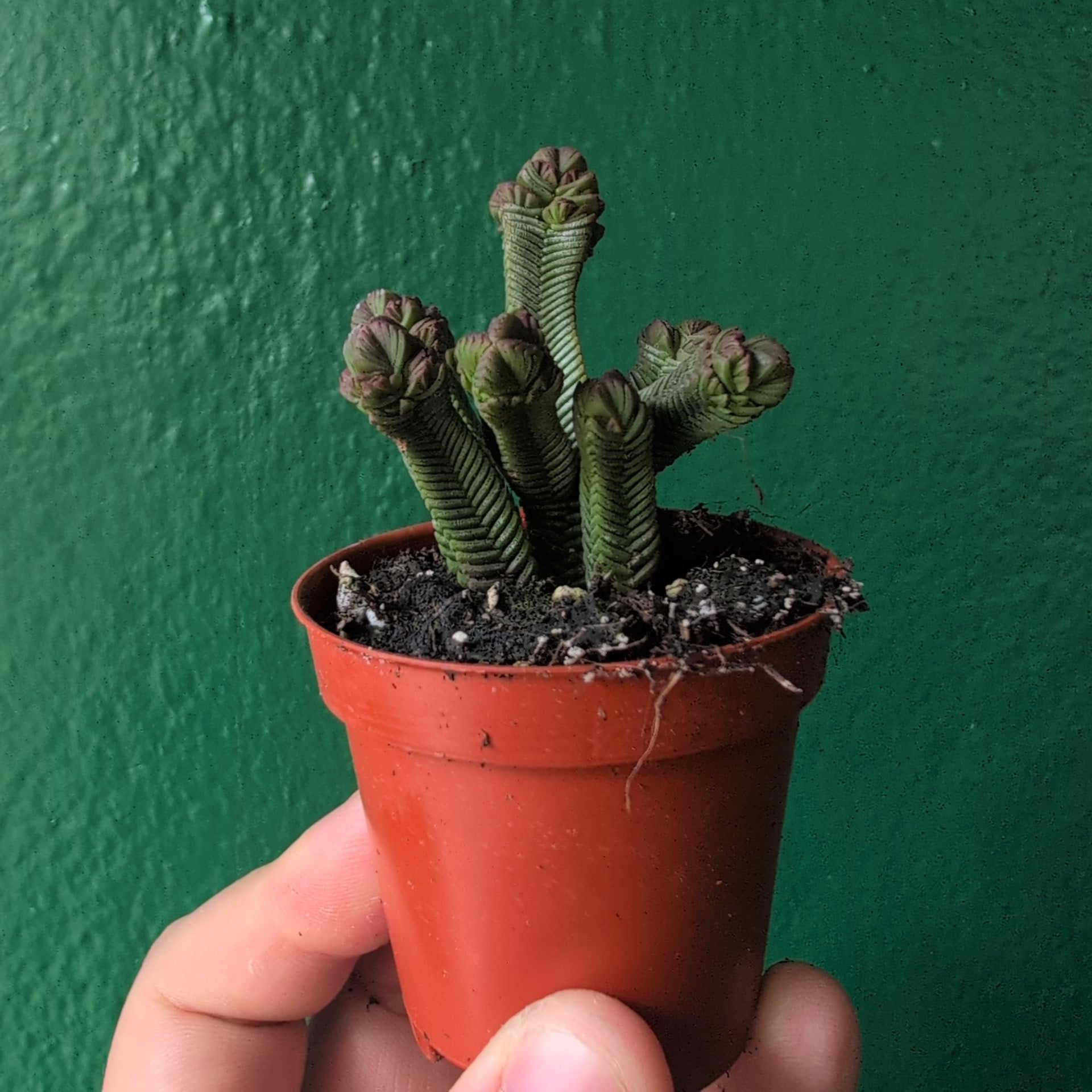 Crassula pyramidalis (Pagoda Plant)